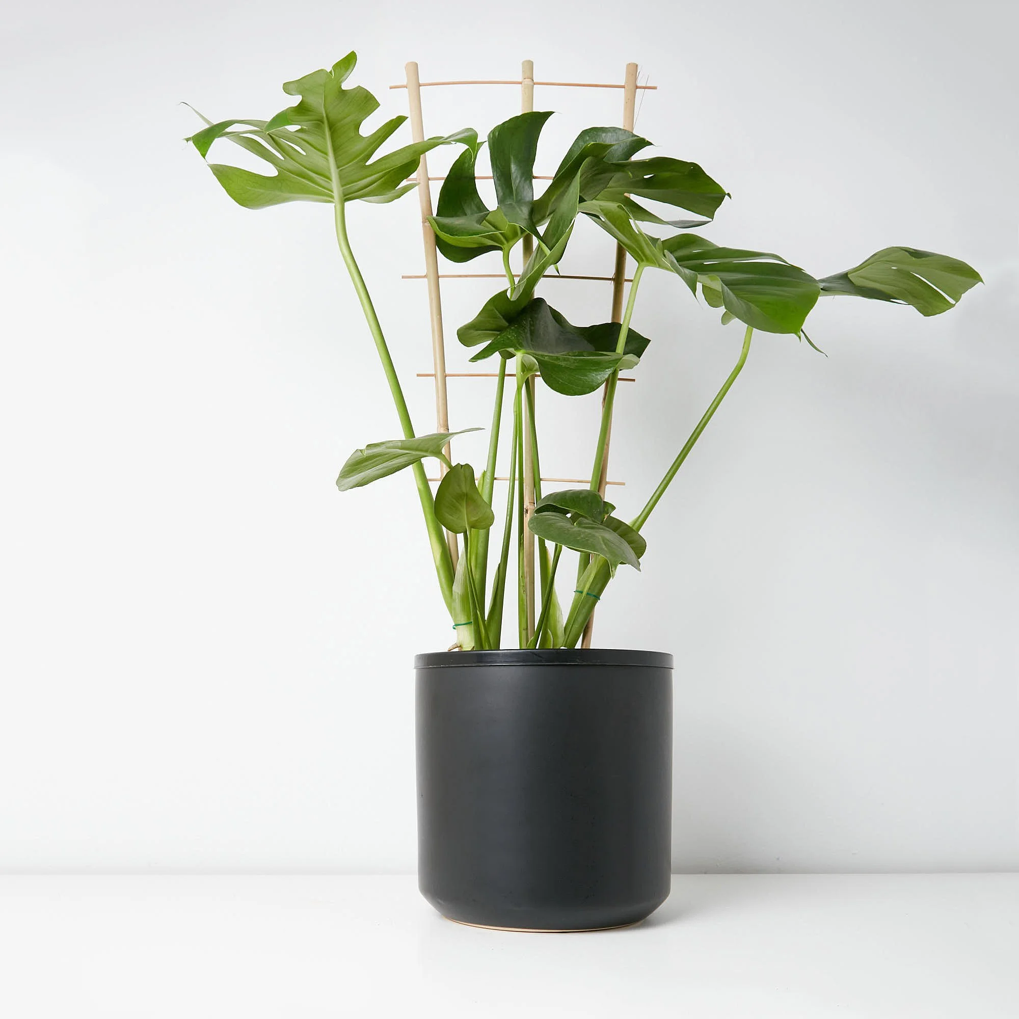 bamboo-stake-2.jpg