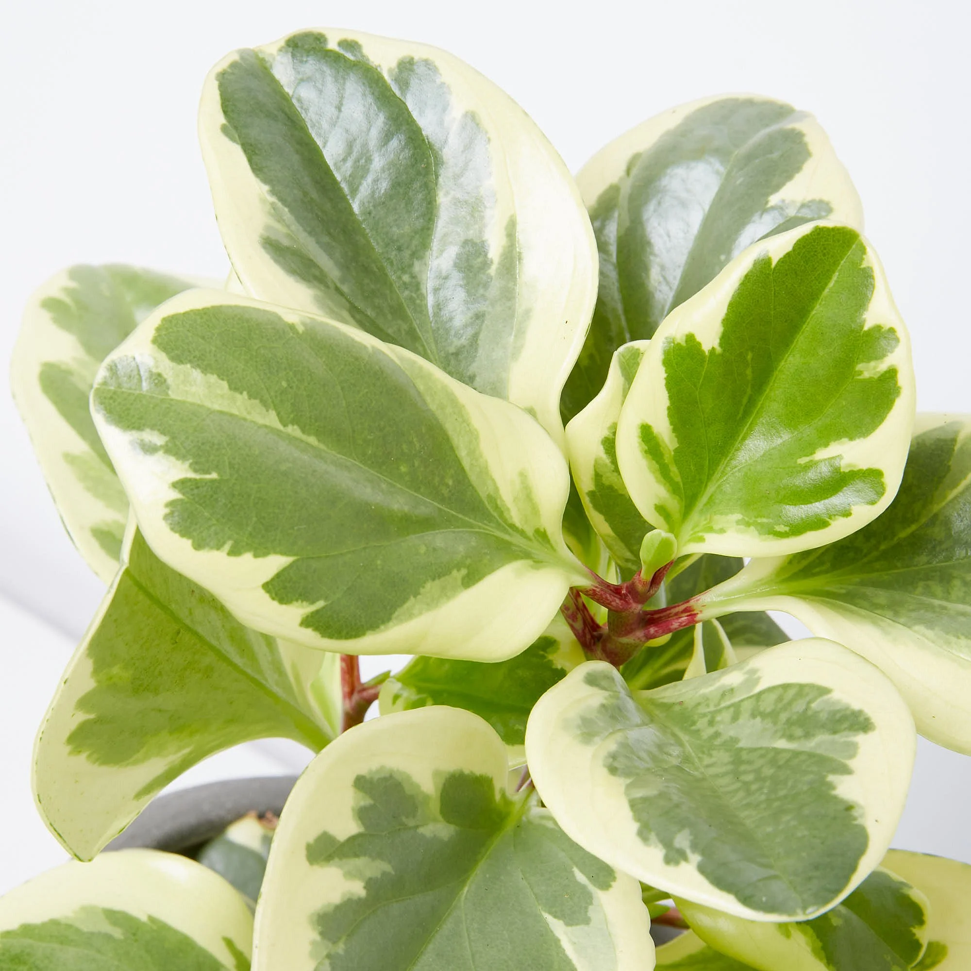 Peperomia obtusifolia variegated baby rubber plant