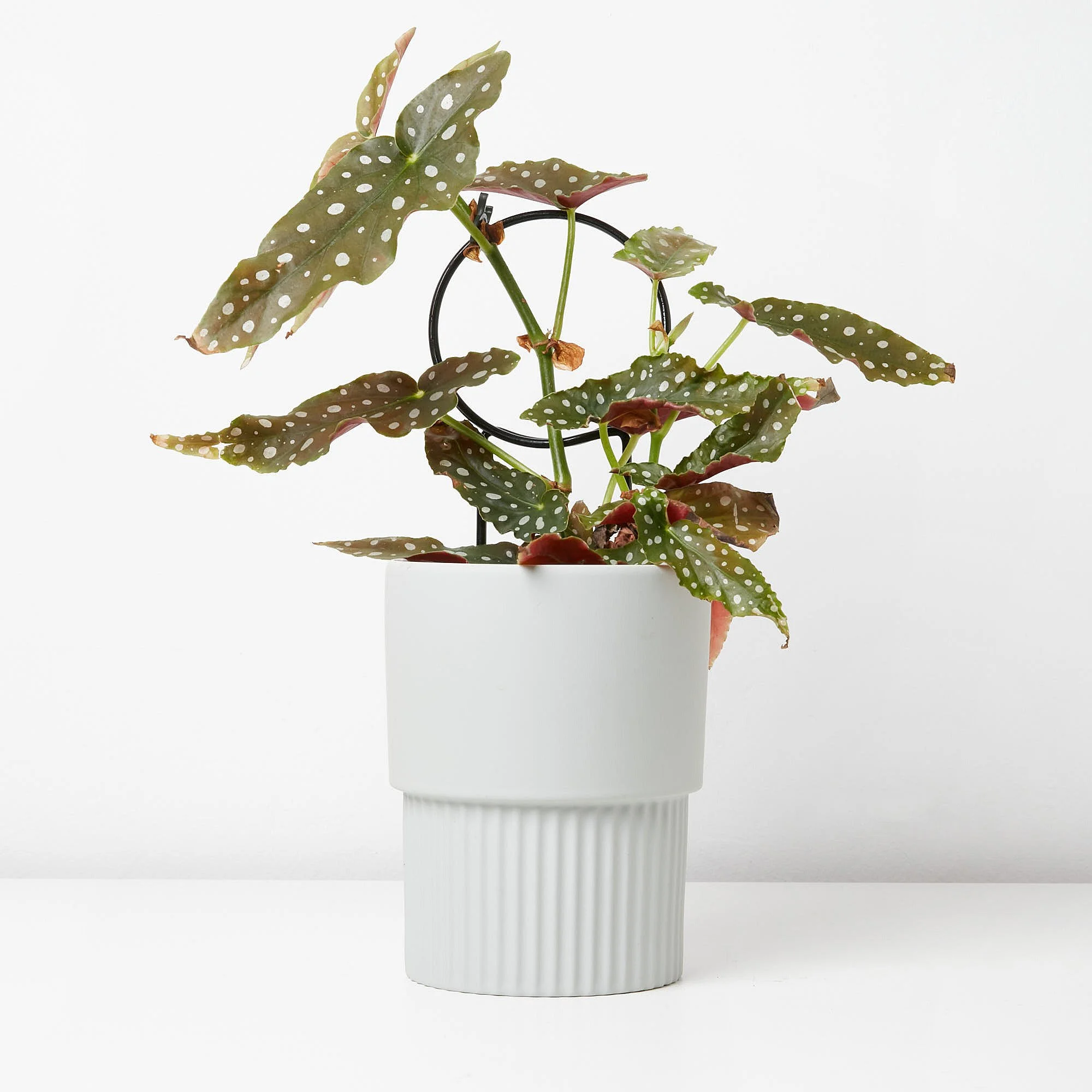 begonia hotspot buy Richmond