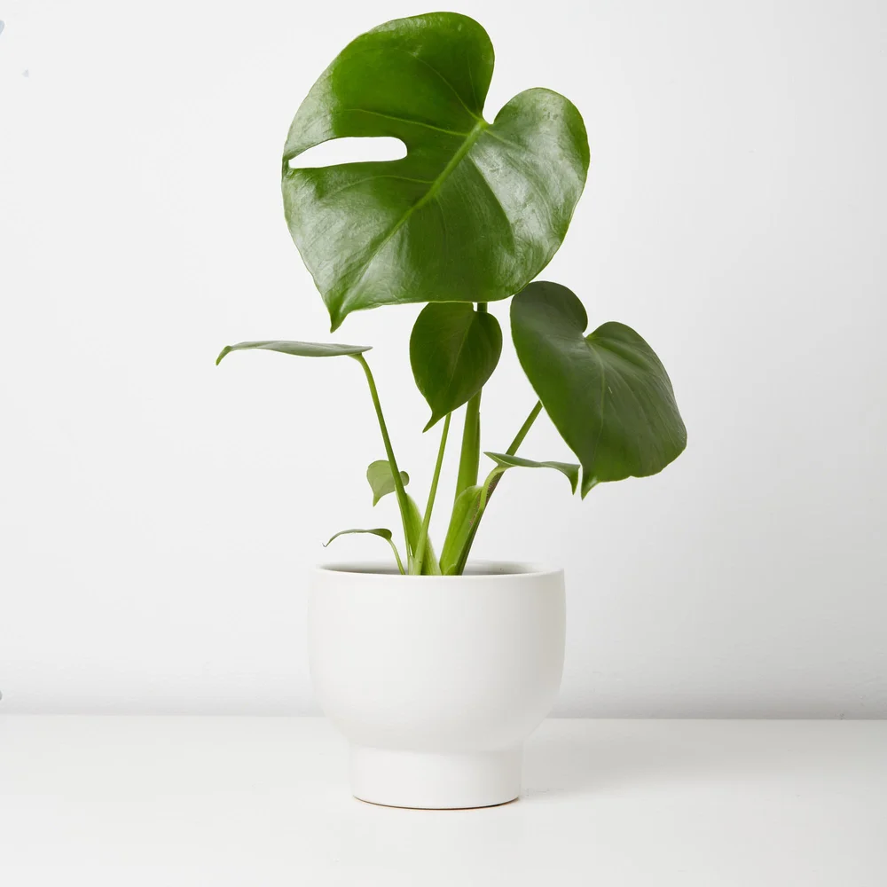 golden pothos hanging 4