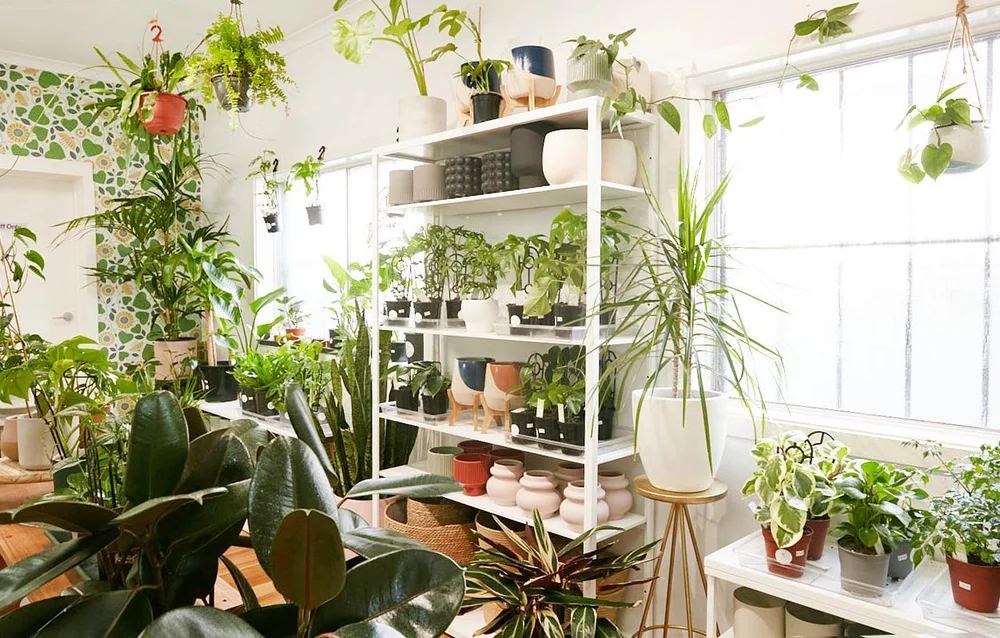 by zz plant online ZZ Plant (Zamioculcas zamiifolia)