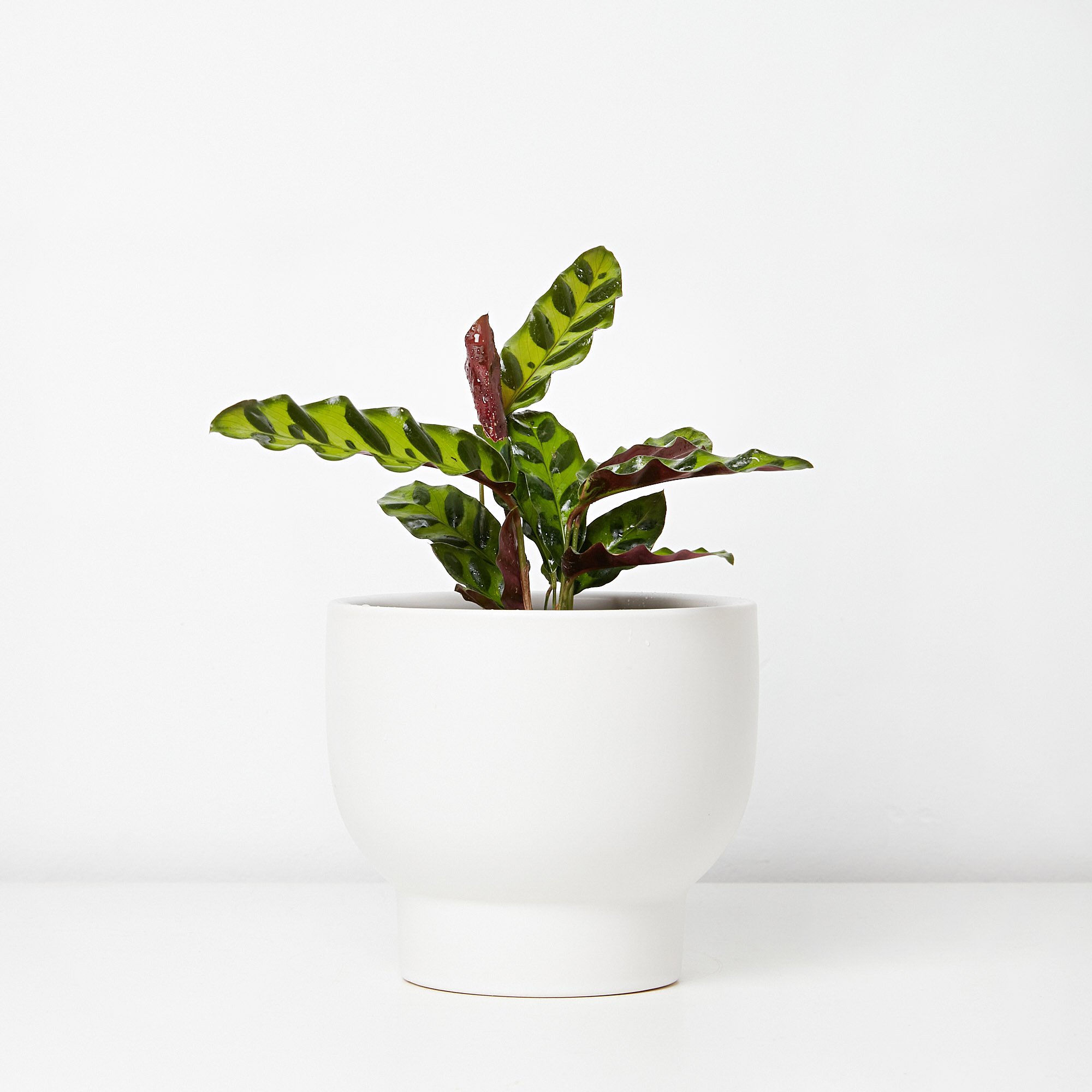 Goeppertia insignis Rattlesnake Calathea Melbourne