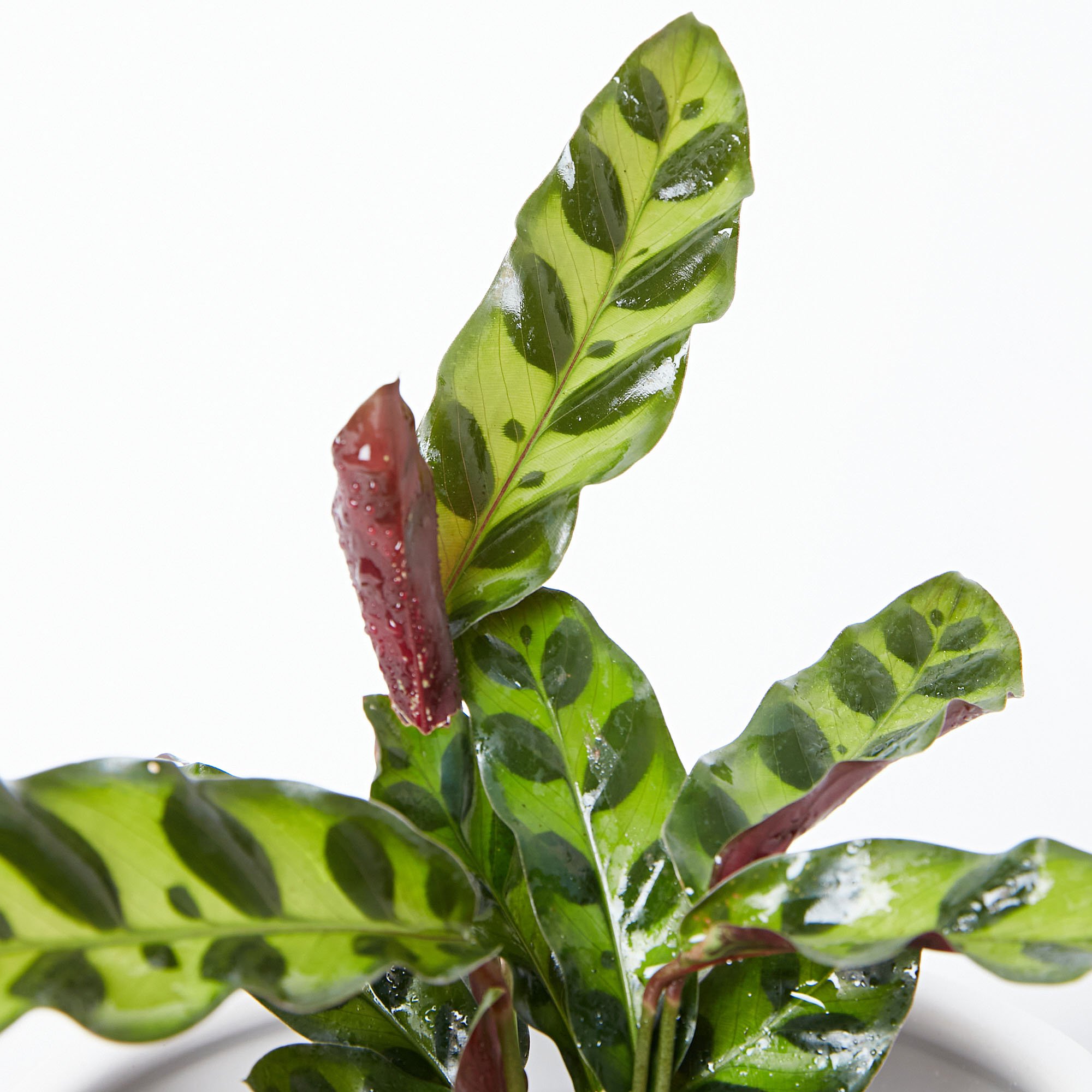 Goeppertia insignis Calathea lancifolia