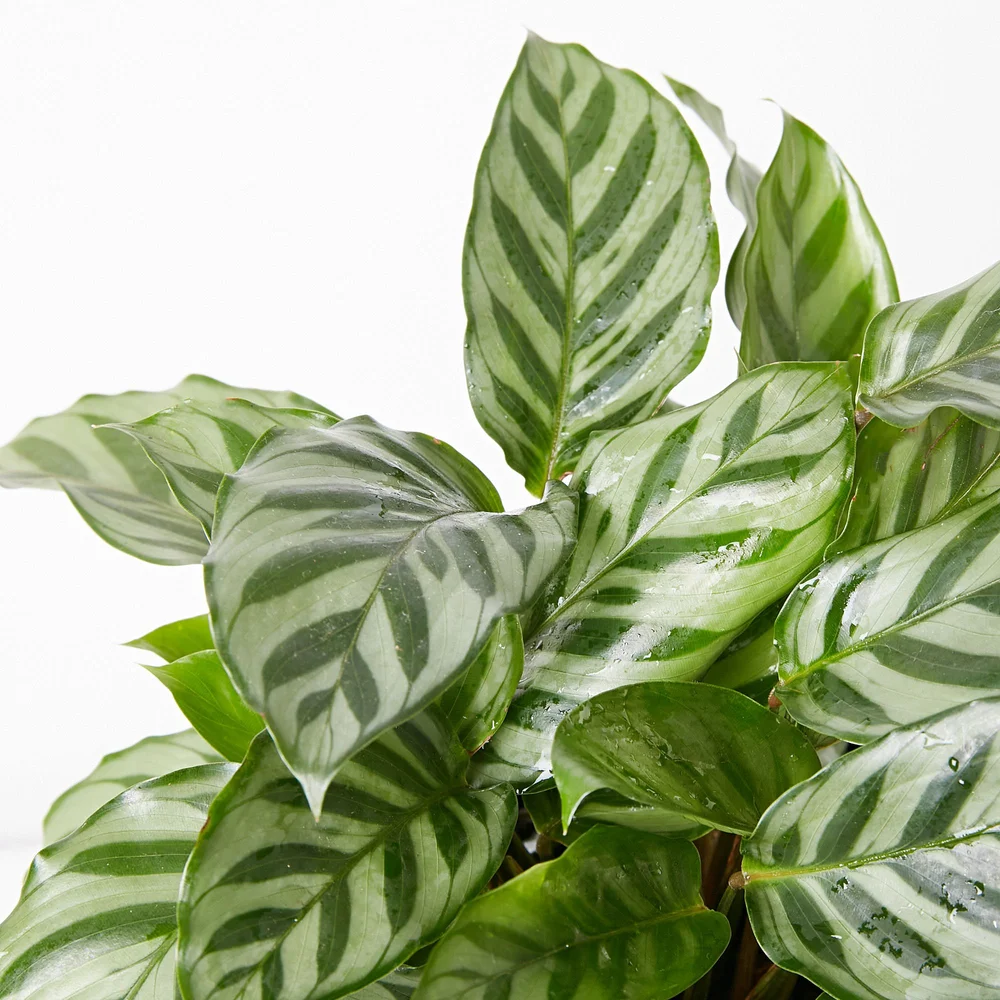 Calathea louisae Freddy  Little Green Obsession