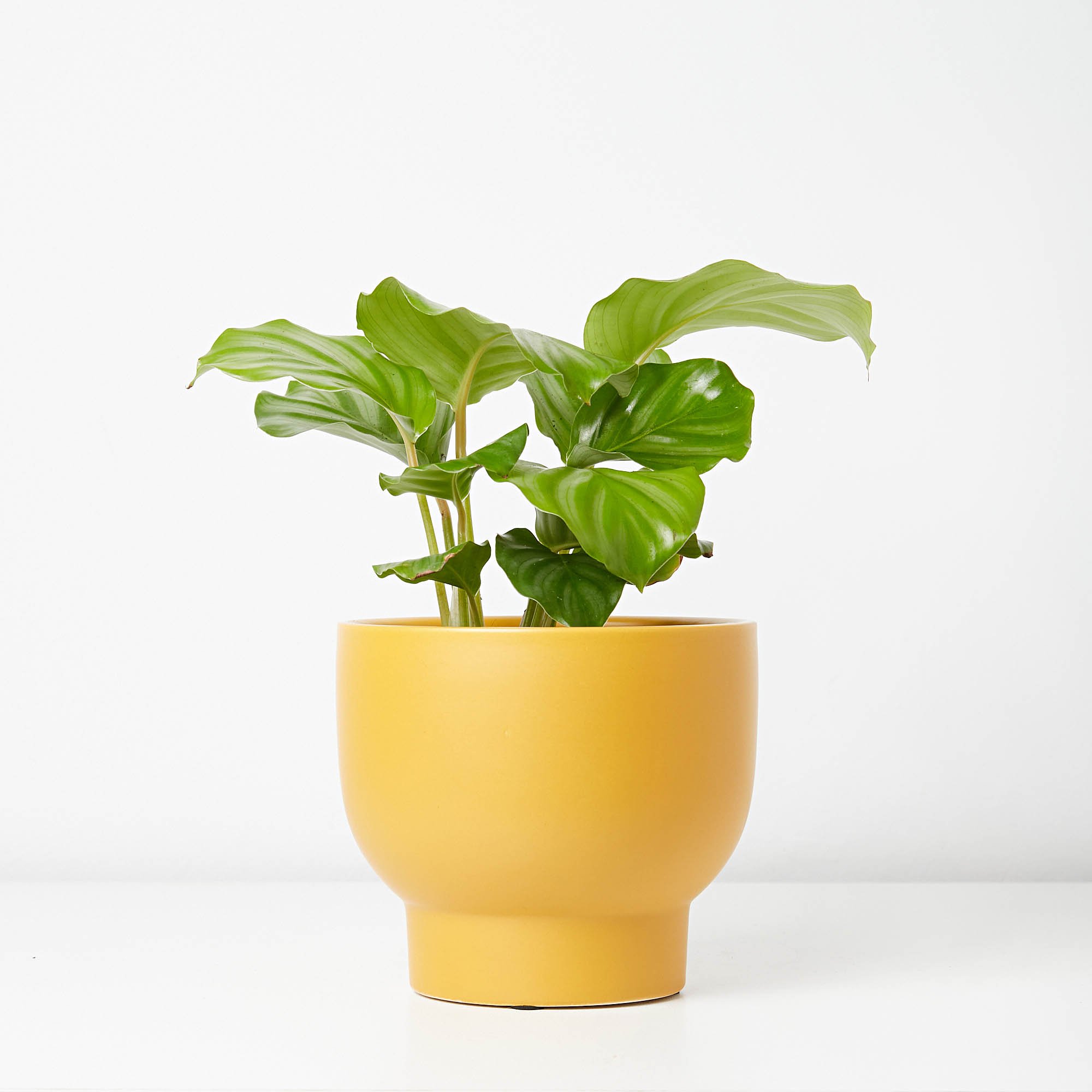 Calathea orbifolia indoor plants Richmond