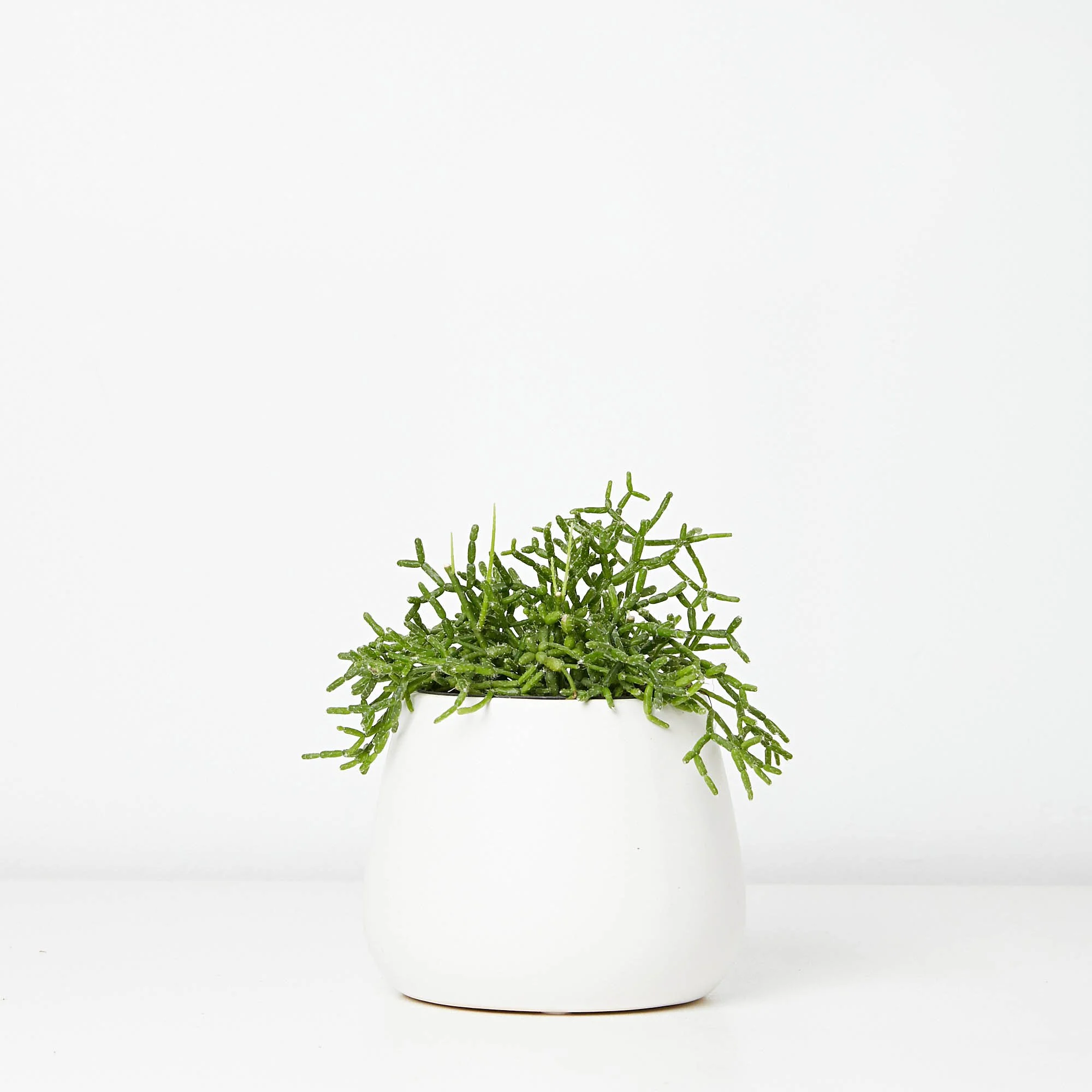 Rhipsalis cereuscula indoor plants Richmond