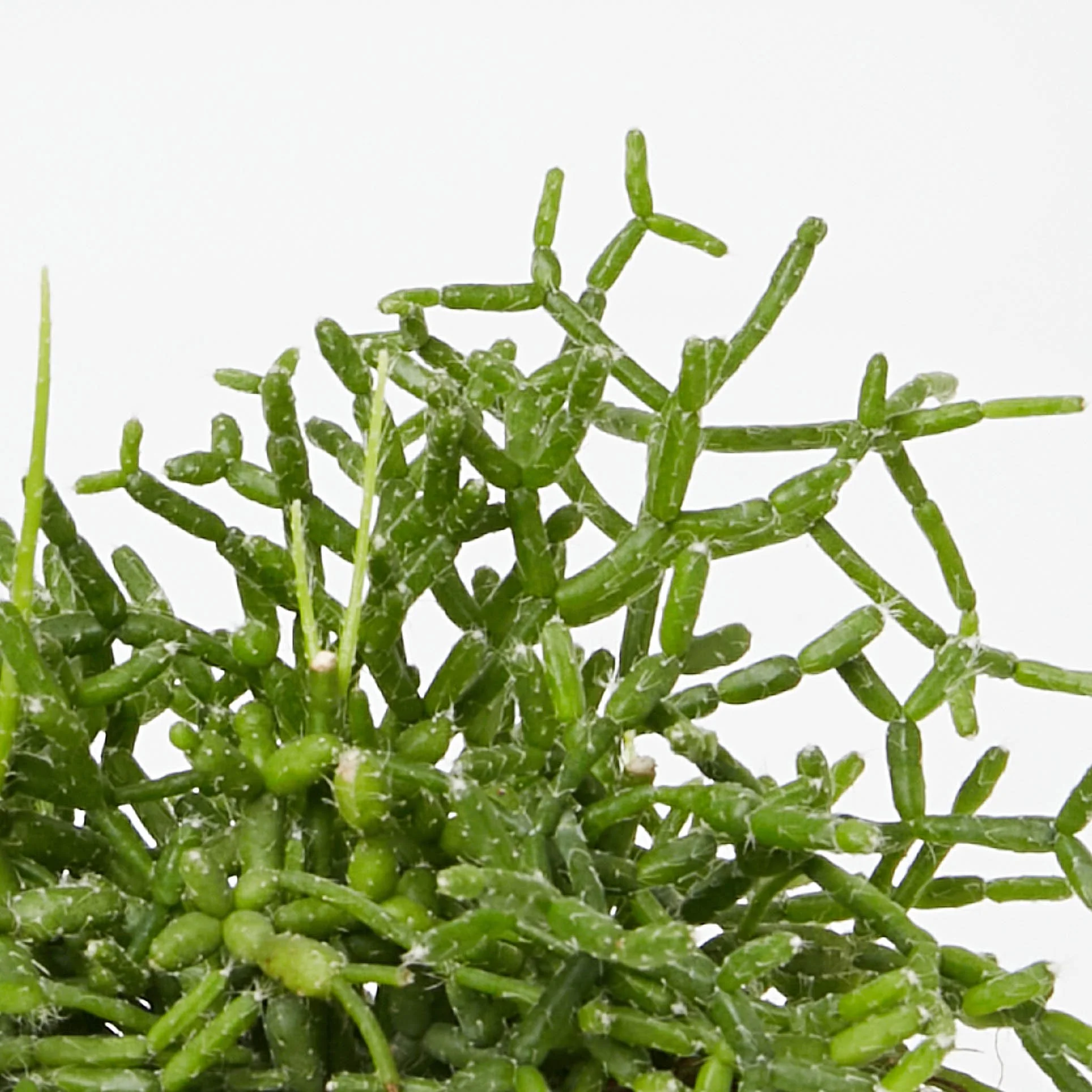 Rhipsalis cereuscula Melbourne