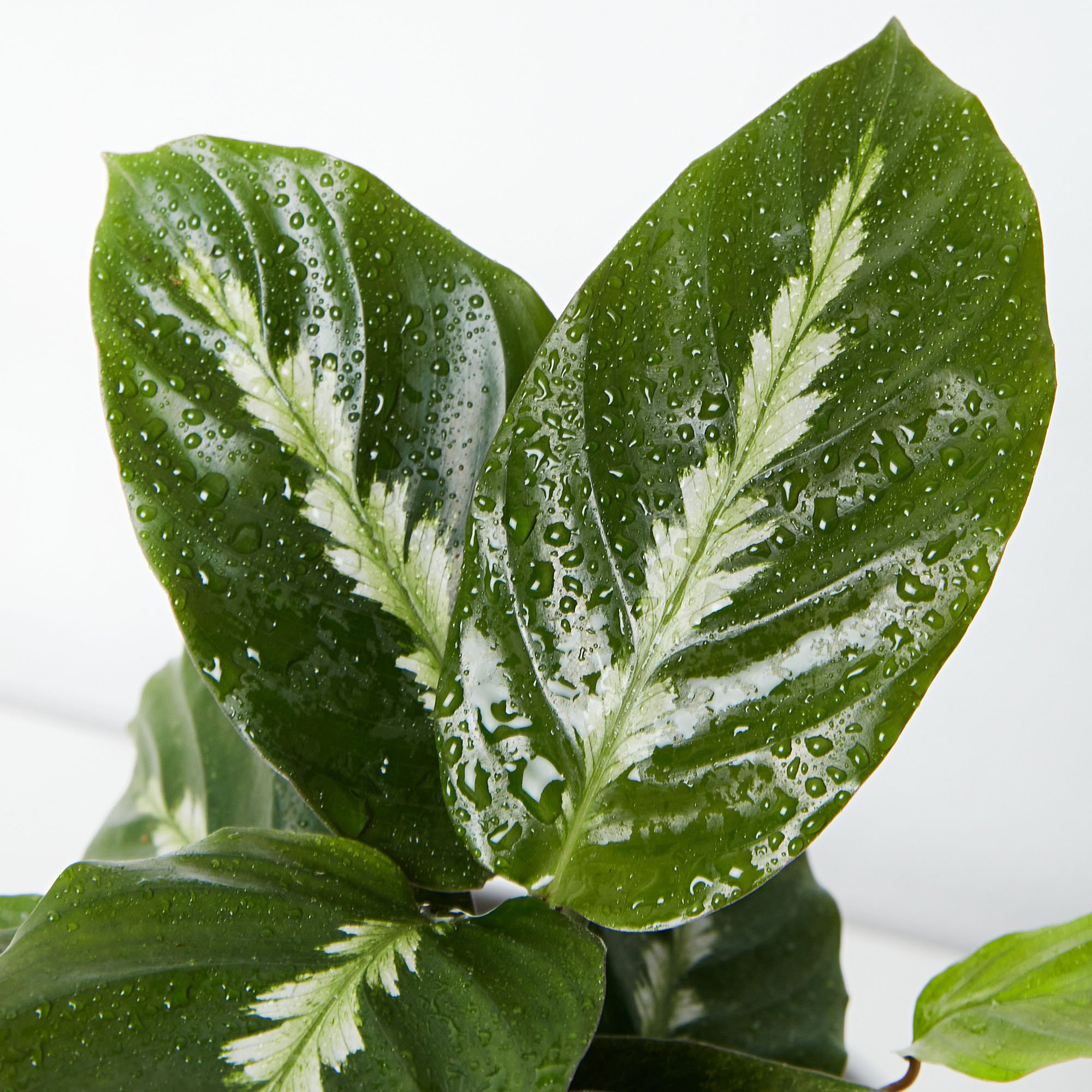 indoor plants & unique gifts Richmond