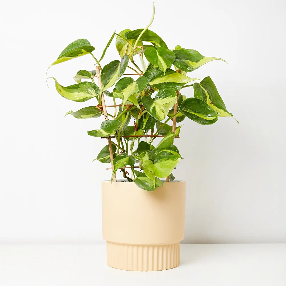 artificial philodendron stem Lifelike Green Philodendron Monstera Leaf Single Stem Tropical Spray