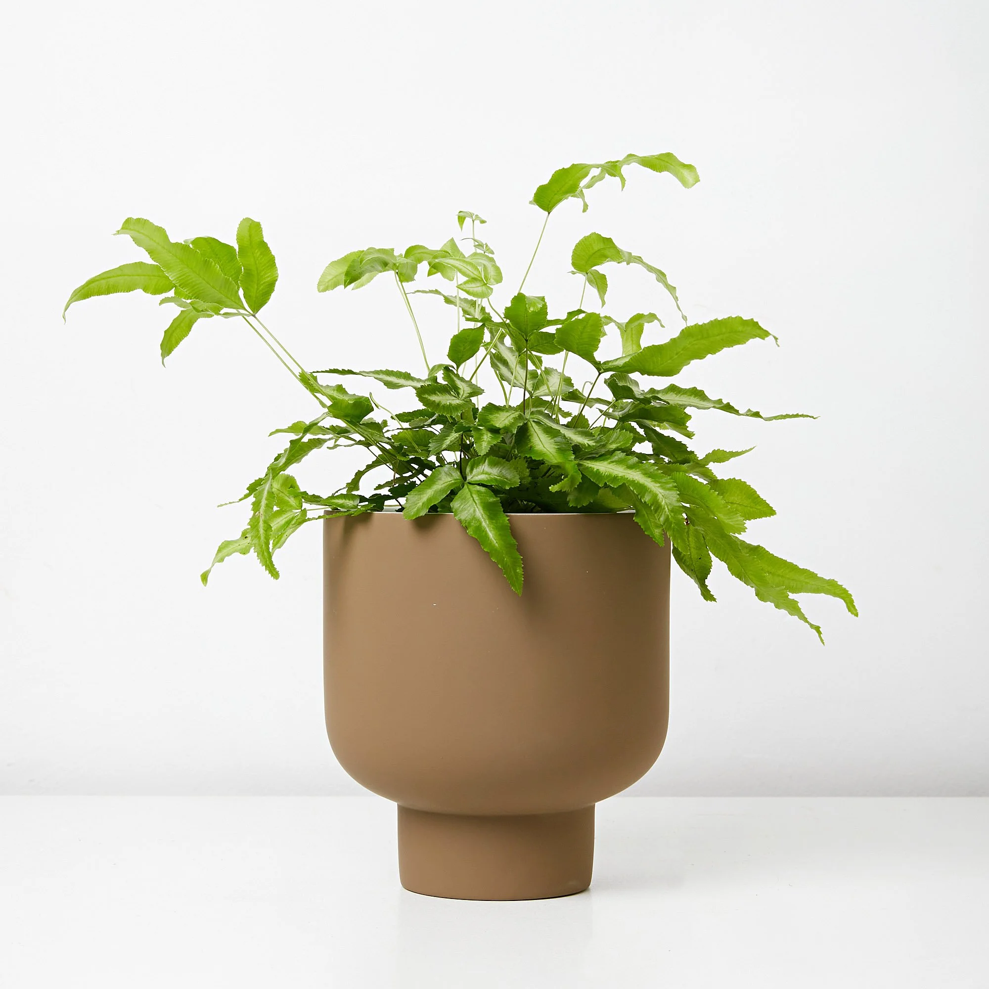 Brake fern pteris cretica buy Melbourne