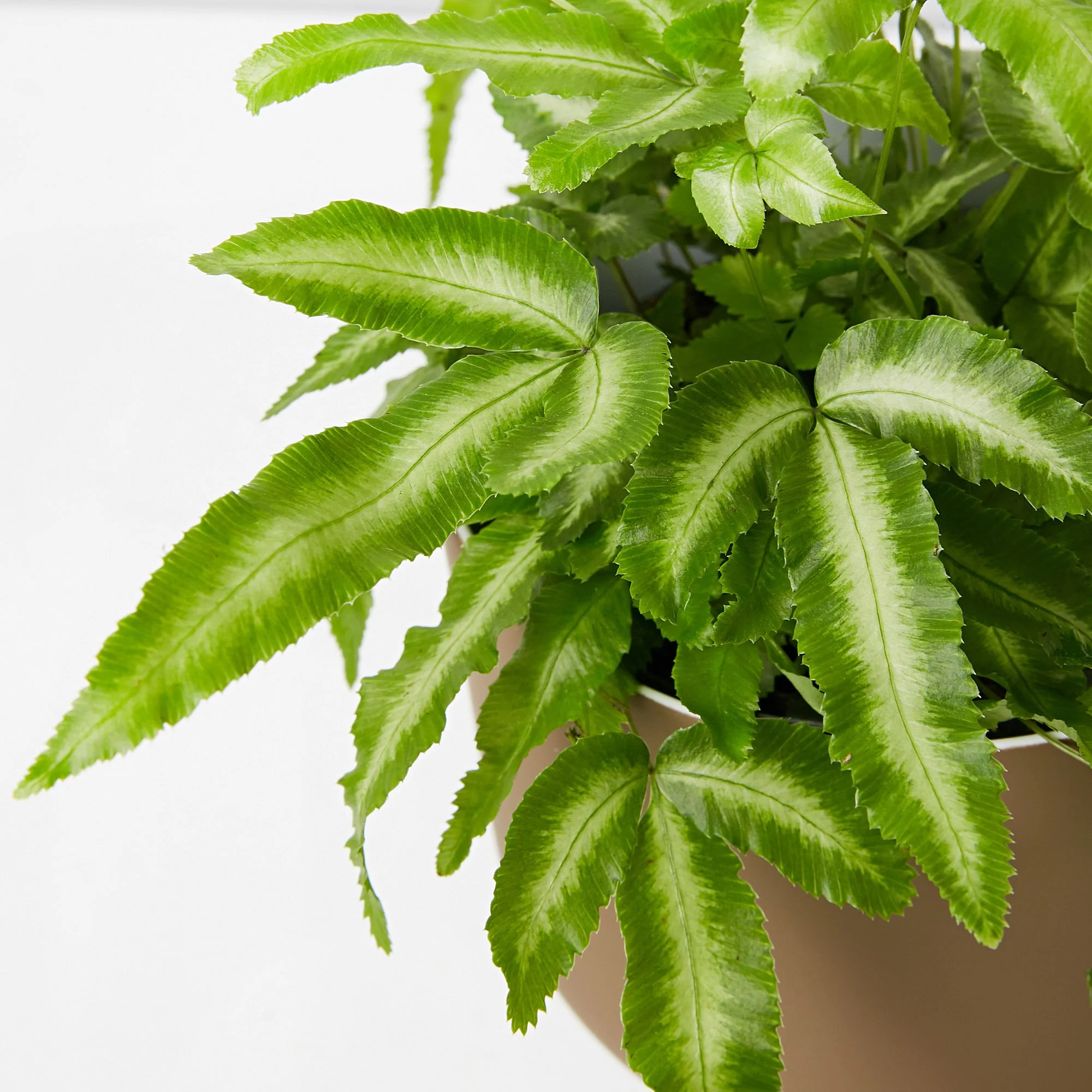 best ferns for houseplants