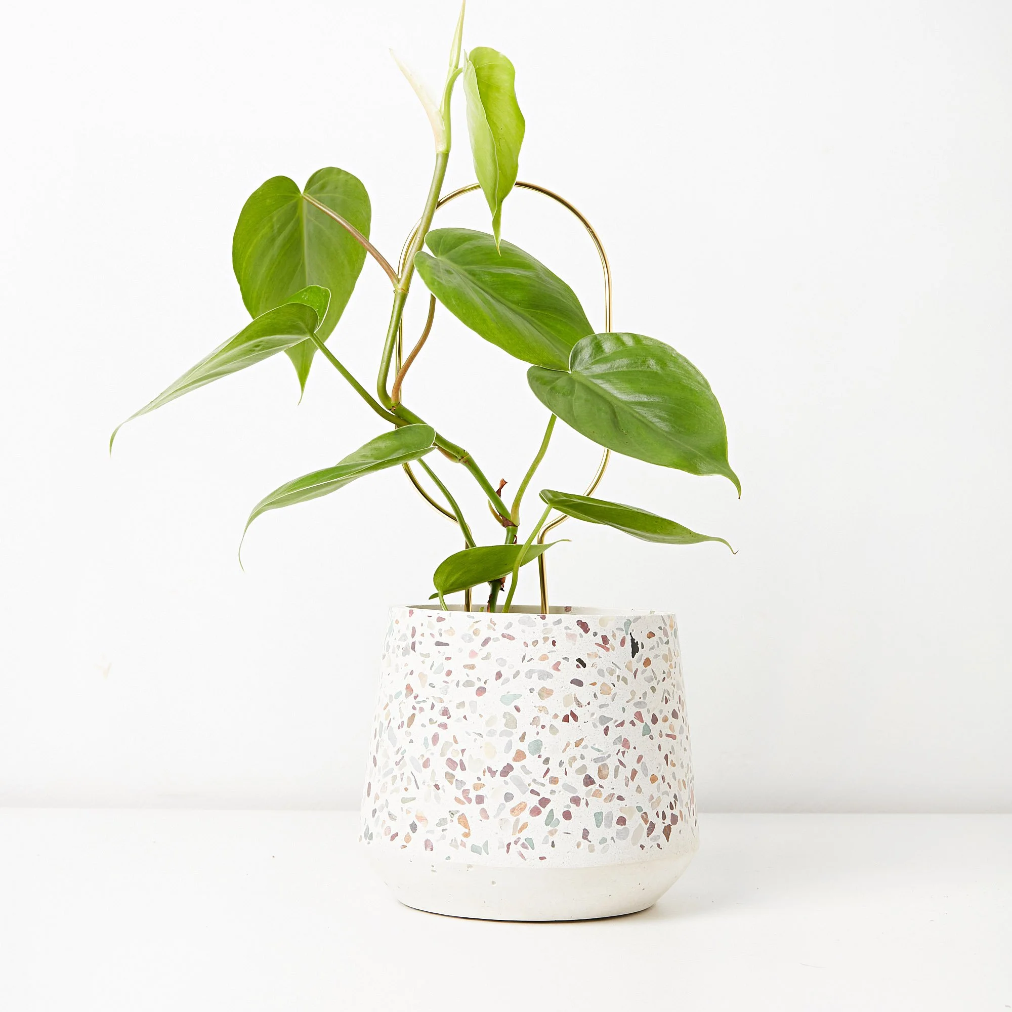 easy care houseplants melbourne