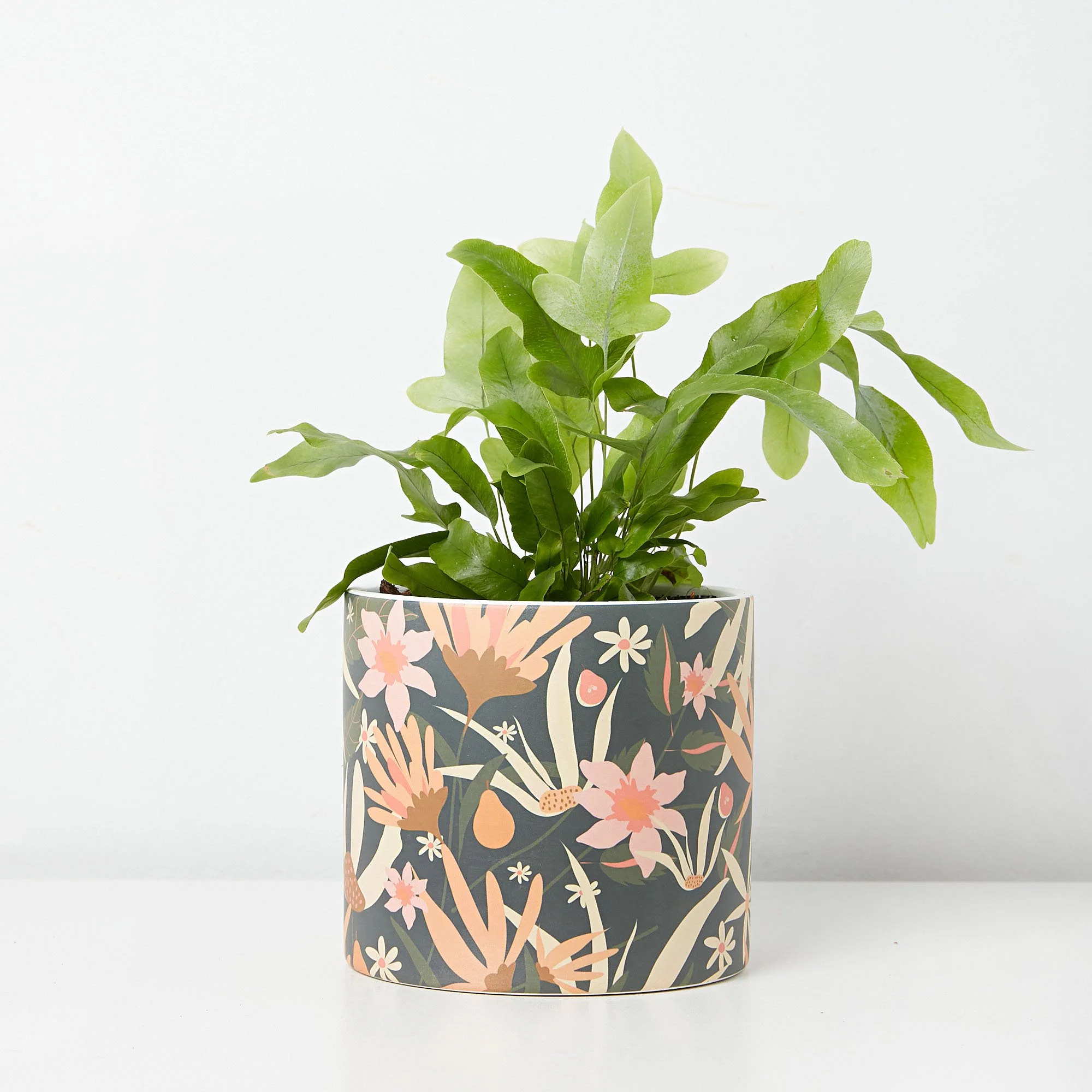 Phlebodium aureum blue star fern