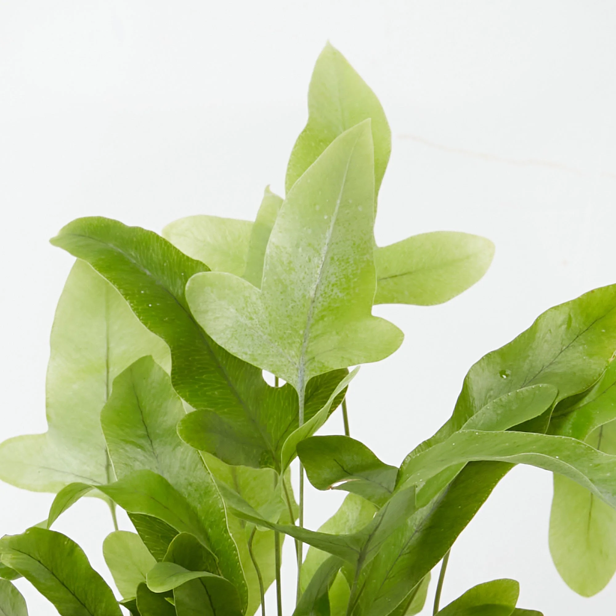 beautiful house plants to buy Melbourne