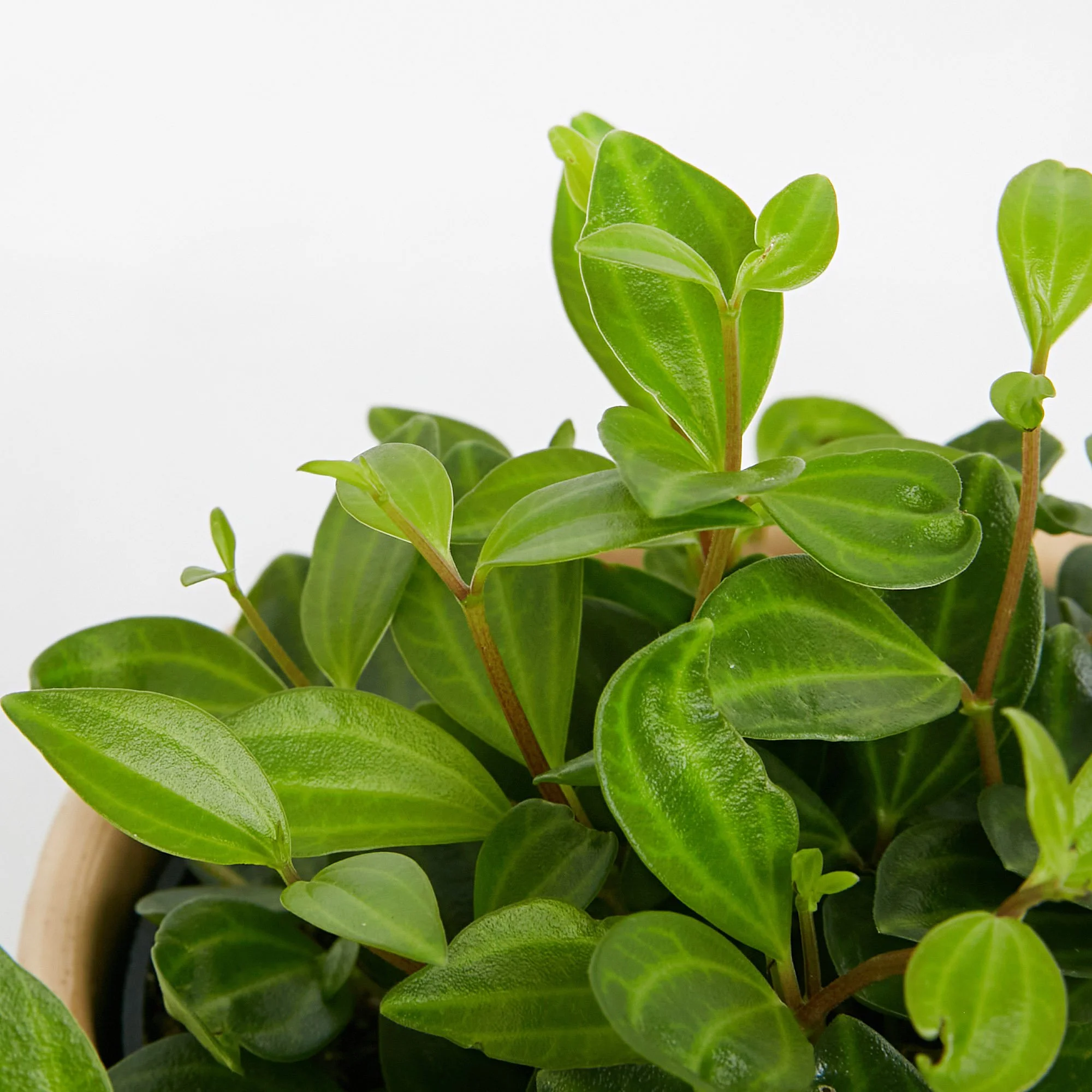 Peperomia rocca verde Melbourne