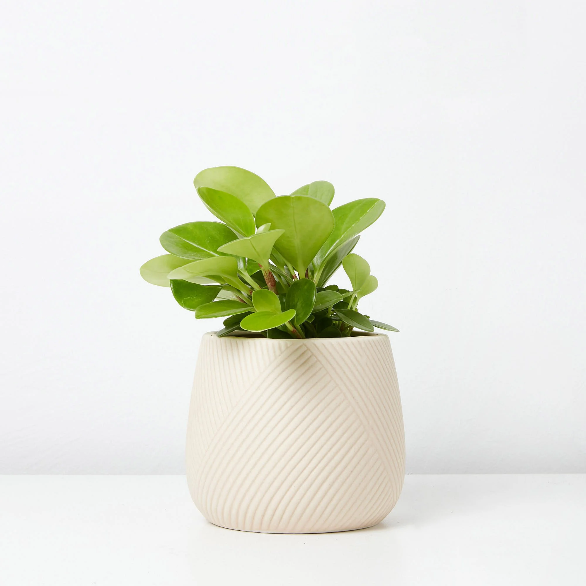peperomia obtusifolia buy Melbourne
