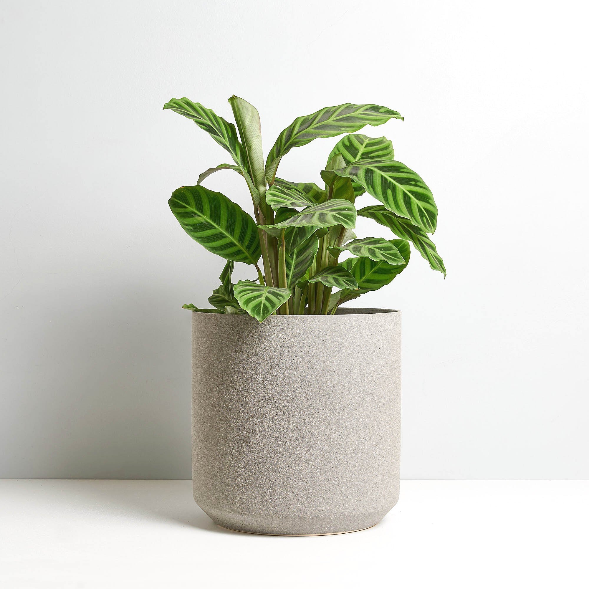 indoor plant delivery Melbourne
