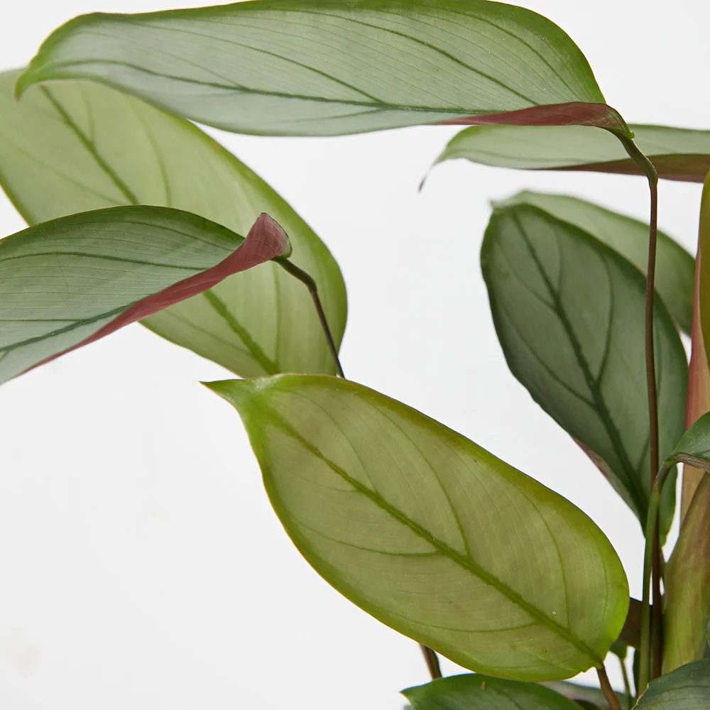 Ctenanthe setosa  Little Green Obsession