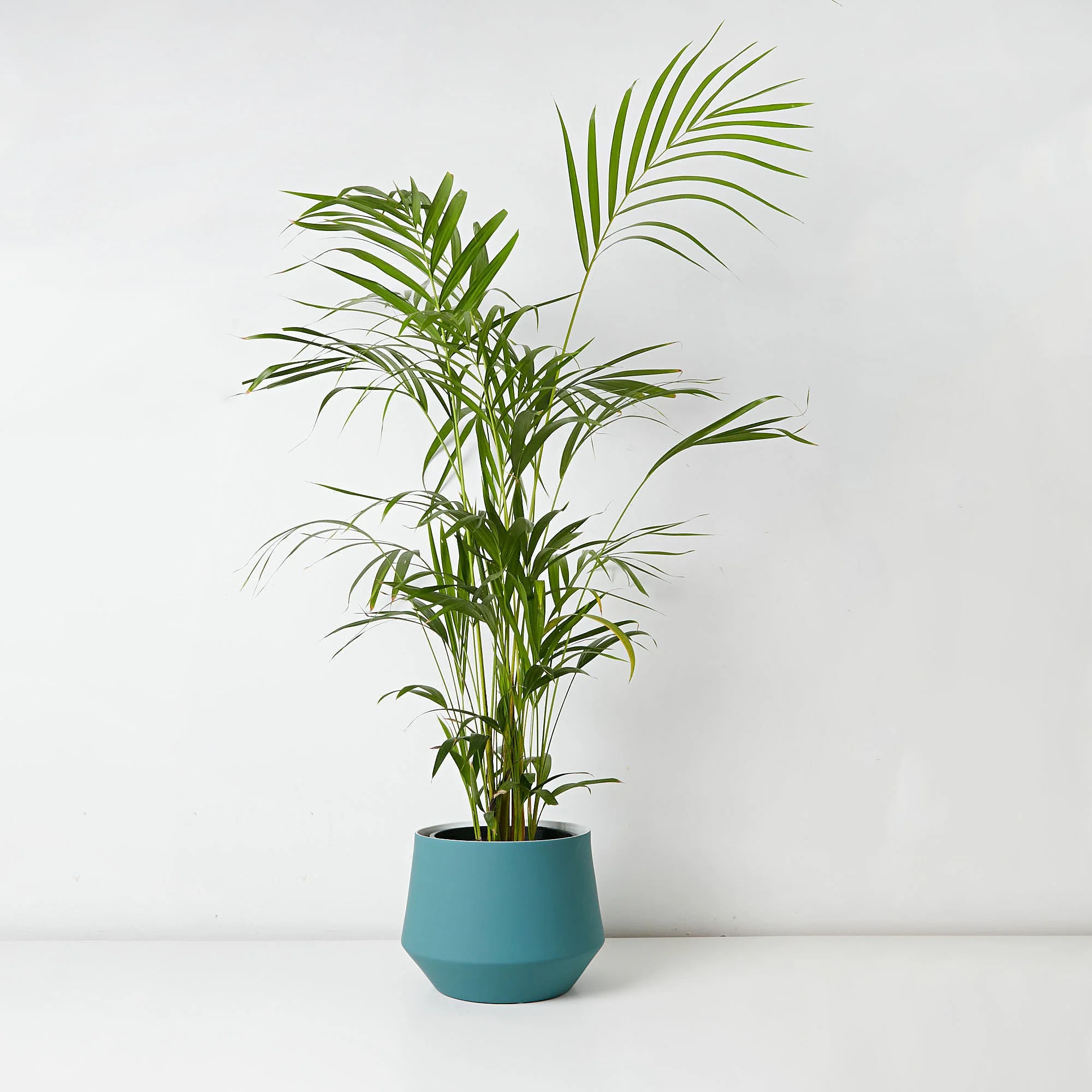 Golden Cane Palm 17cm