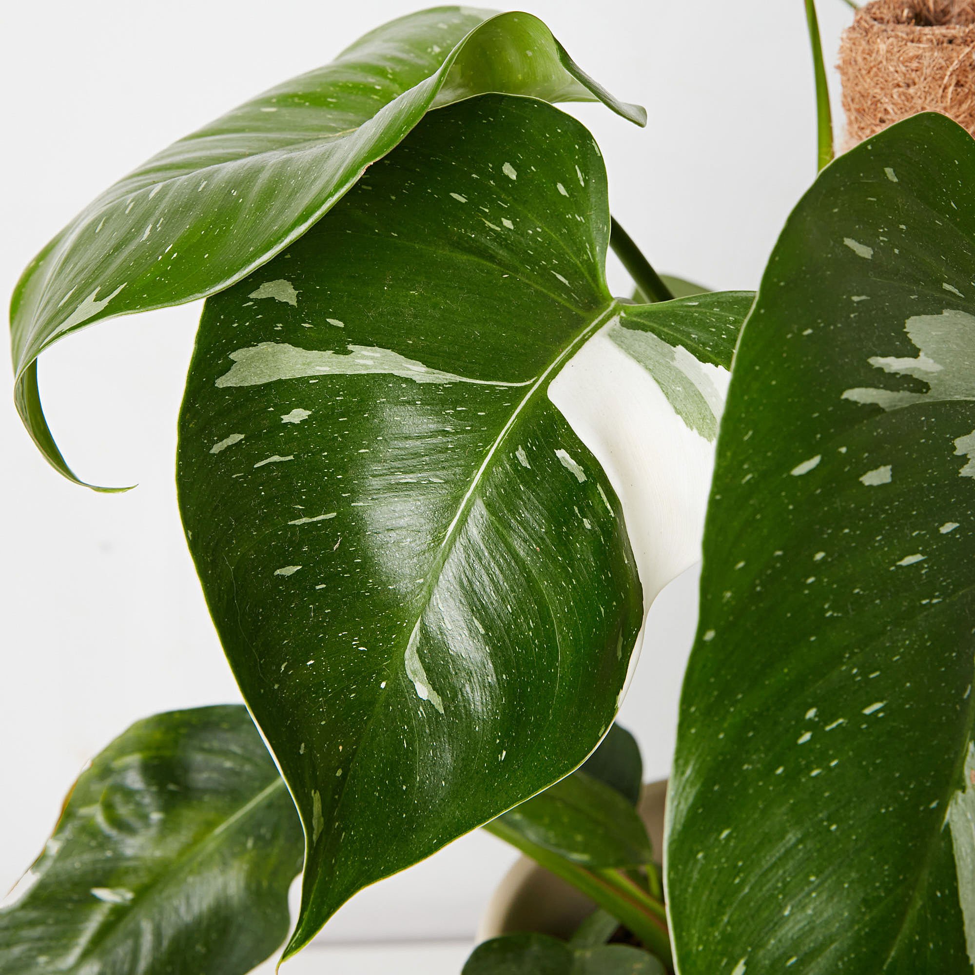 unique indoor plants and accessories Richmond 3121