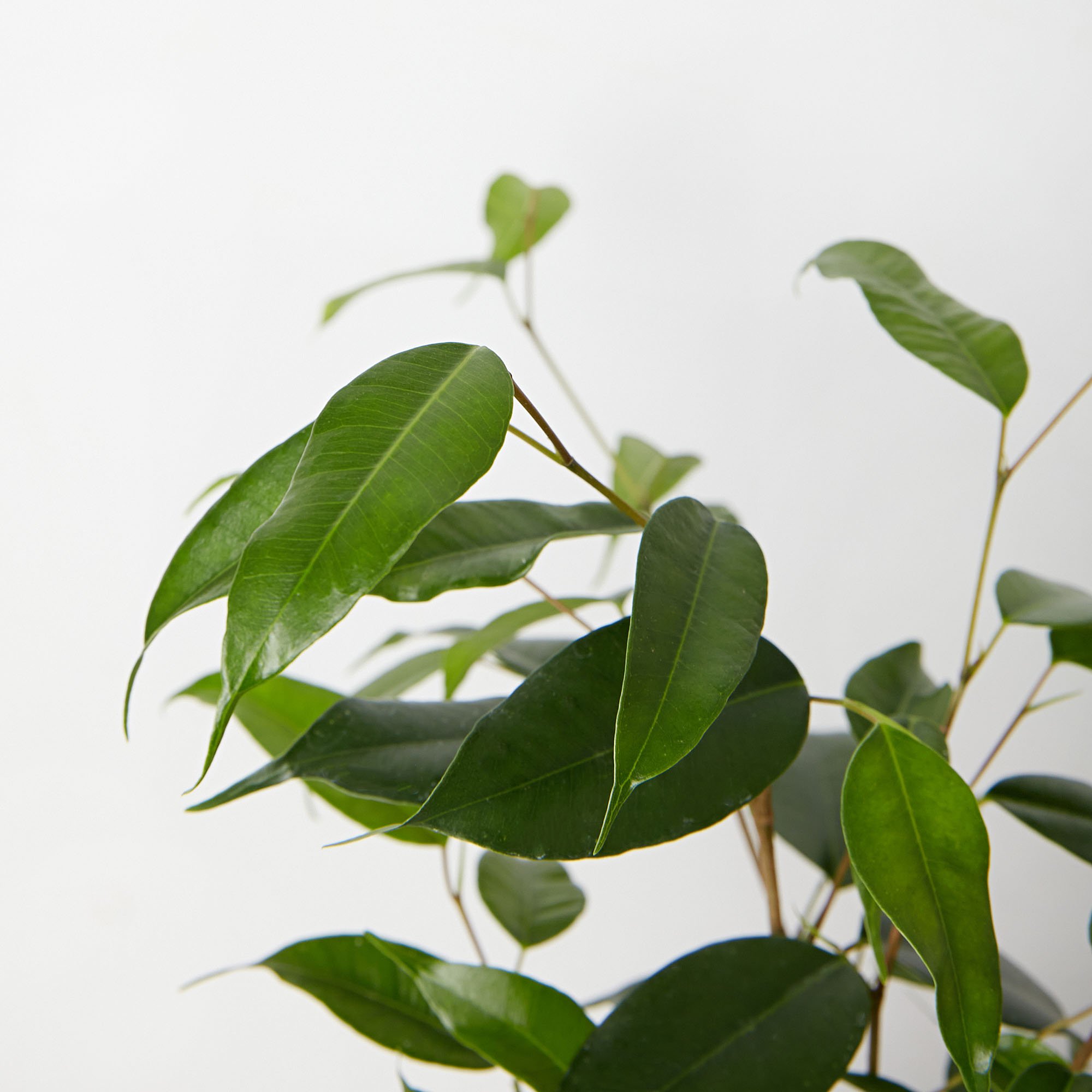 FICUS-BENJAMINA-14-2.jpg