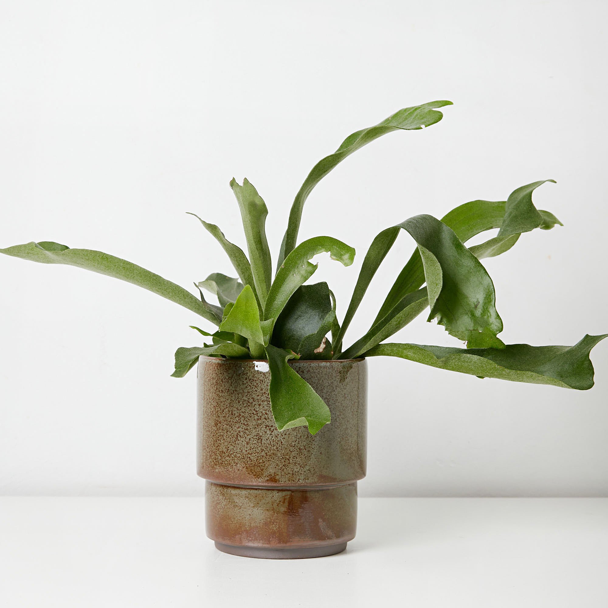 Staghorn fern Melbourne