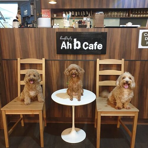 A List Of More Than 200 Dog-friendly Cafes And Restaurants In Singapore For  Doggy Dates And Delicious Food. — BELLY UP