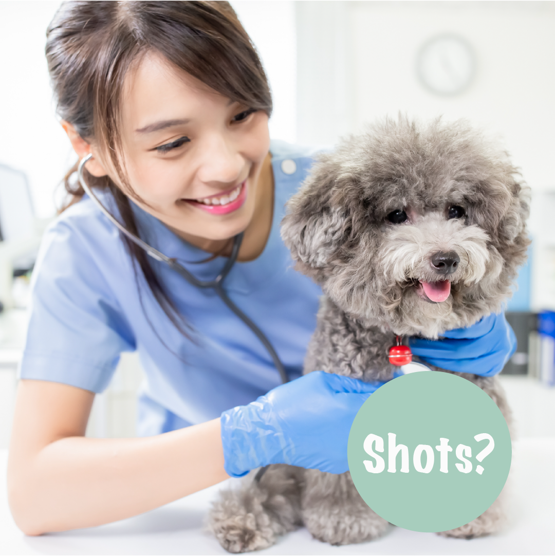 The Holistic Guide To Cat &amp; Dog Vaccinations To Be The Best Pet Parent.