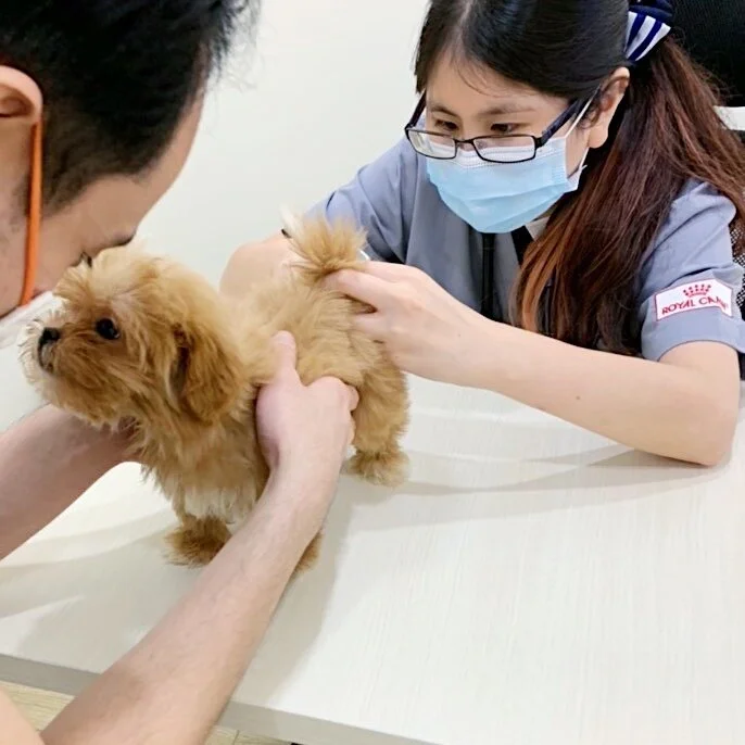 BELLY UP Community What To Expect When You’re Expecting (A Puppy