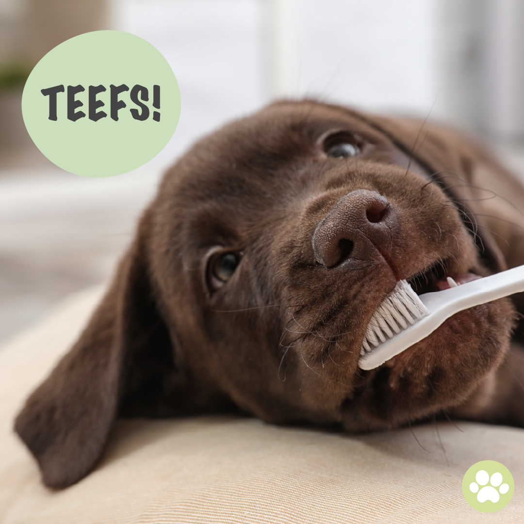 Best Dental Chews for Dogs For Fresh Breath &amp; Oral Health
