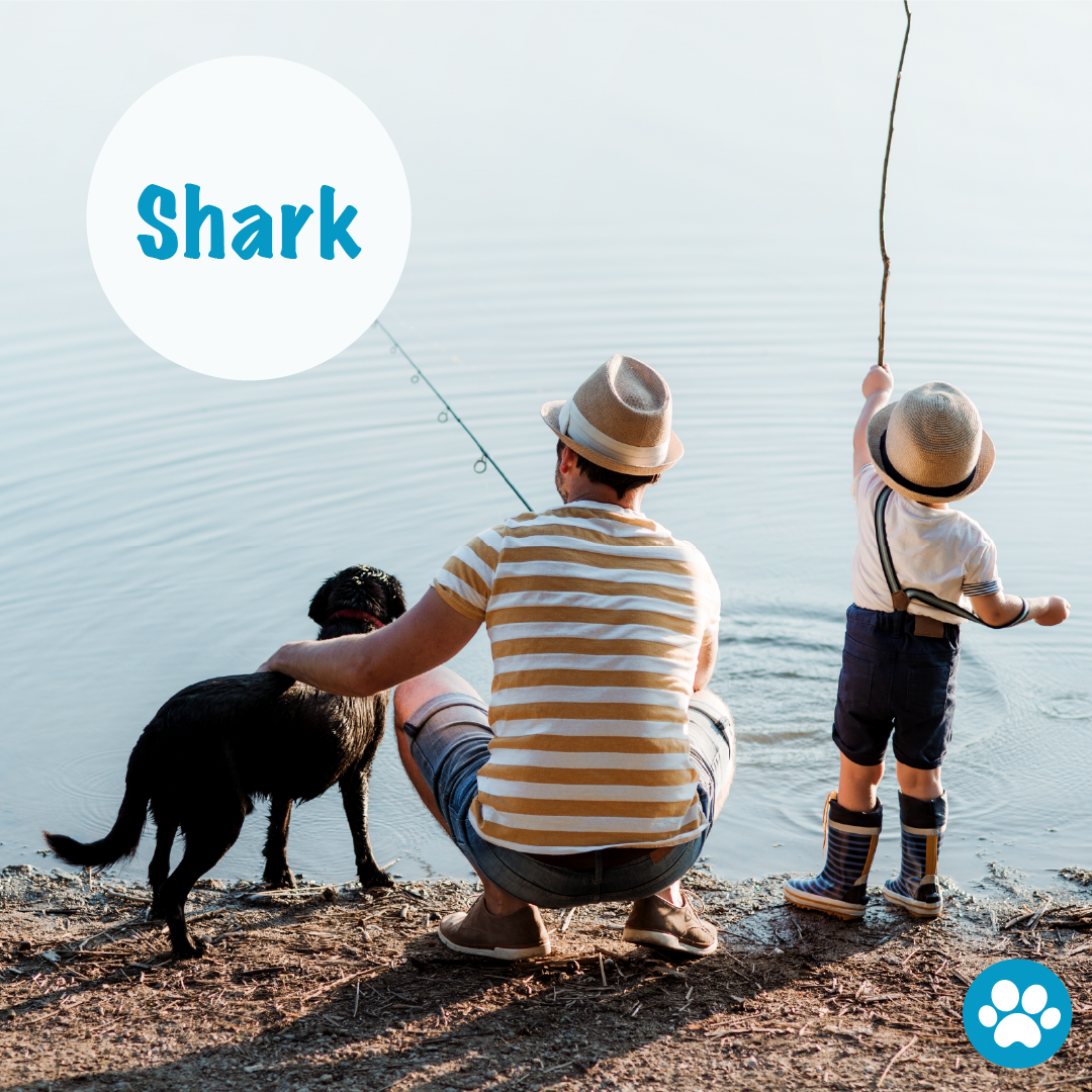 Crushing Unethical Fishing: Sustainable Sharking For Your Dog's Best Nutrition