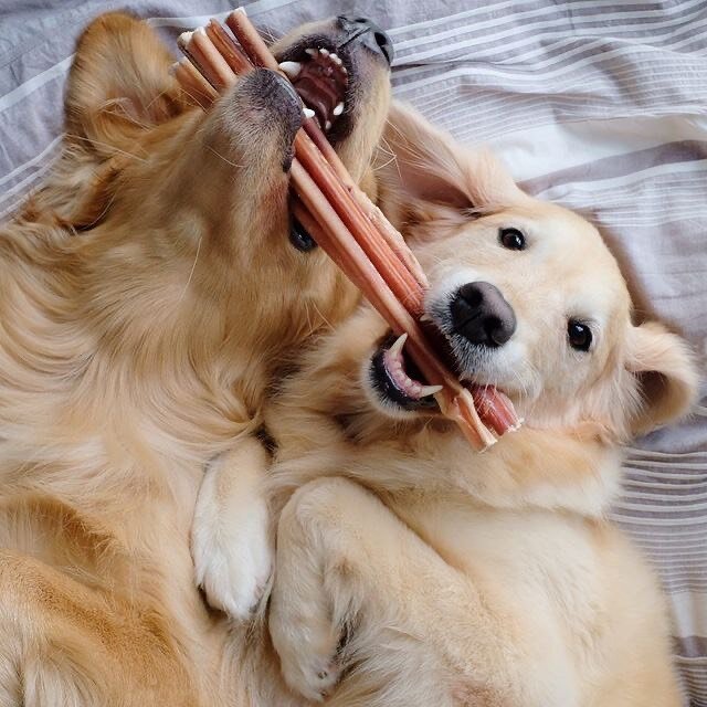 Snuggle up with your pups this weekend over the 21 degree weather that we&rsquo;ve been enjoying recently and get them some chews! 

Our Odour-Free Bully Sticks are perfect for chewing sessions indoors! They&rsquo;re odourless, mess free and stress f