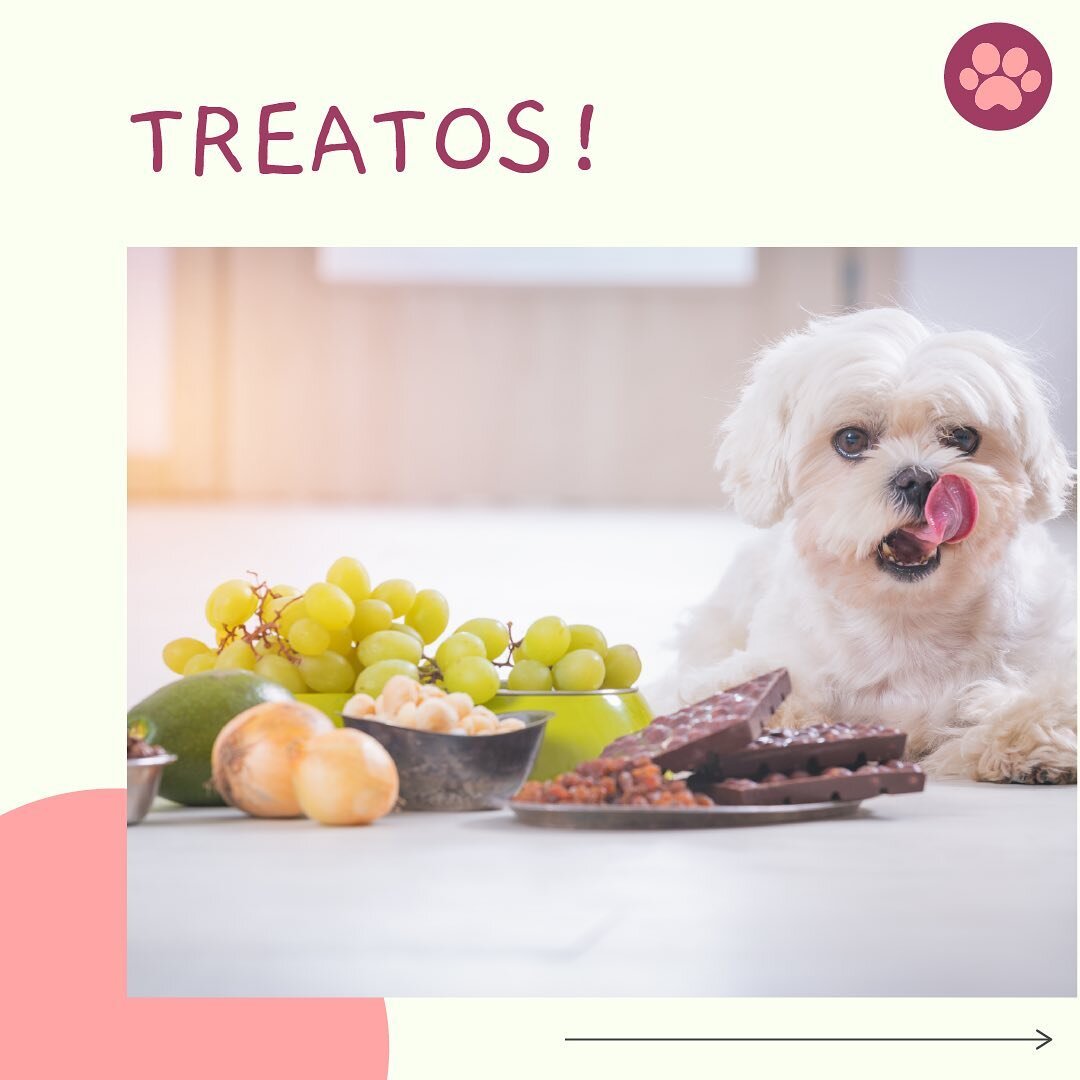 📄 [BLOG] Best Natural Dog Treats for Your Dog &amp; Common Pet Treats to Avoid

BEST NATURAL TREATS
⭕️ Single-Ingredient Treats&thinsp;&thinsp;
Treats made of single or limited ingredients  provide the best nutrition for dogs. It is also easier to p