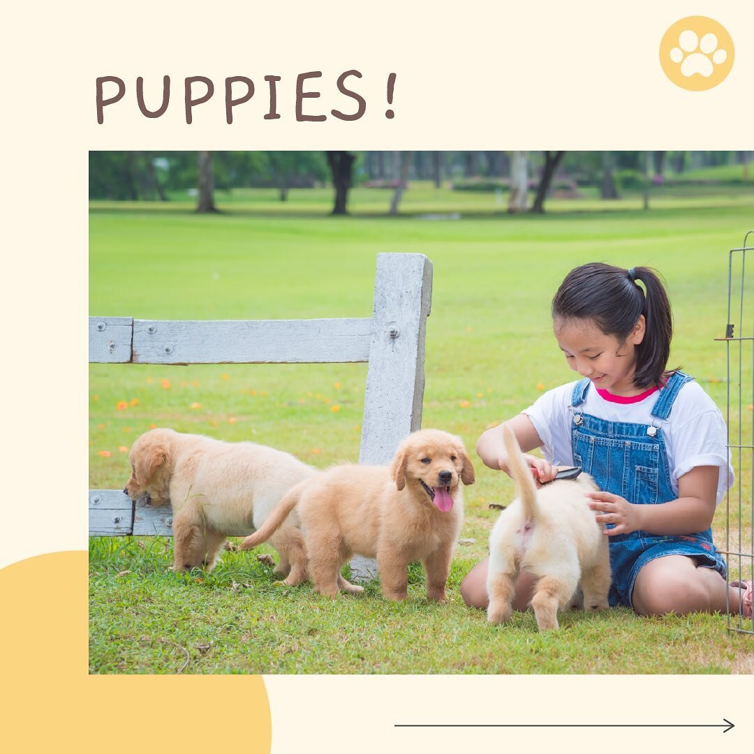📄 [BLOG] Puppy Care 101: A Guide for Surviving Your First 30 Days as a First-Time Puppy Owner&thinsp;
&thinsp;
Here are some tips to help first-time dog owners in Singapore.&thinsp;
&thinsp;
1️⃣ FINDING YOUR IDEAL PUPPY &thinsp;
&bull; Breed &amp; C