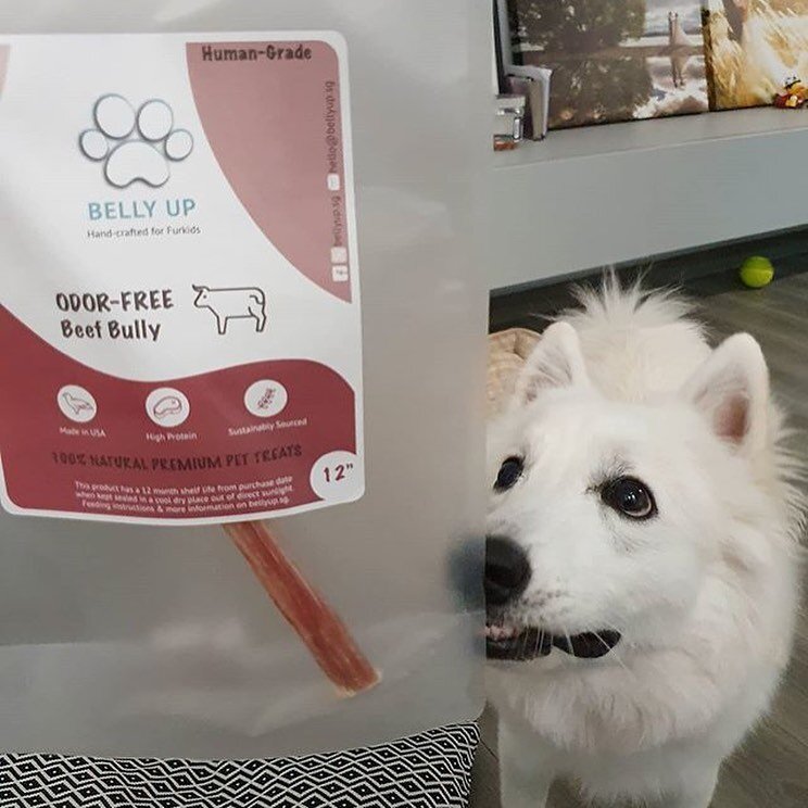 Reward your pawrents with a BIG smile when they give you treatos. They worked hard for it 😝

#bellyup #bellyupsg #treatbetter #singleingredient #handcraftedforfurkids #dogcommunity #givingback #sgdogs #sgdoggos #dogsofig #wooftoday #singapawrean #sg