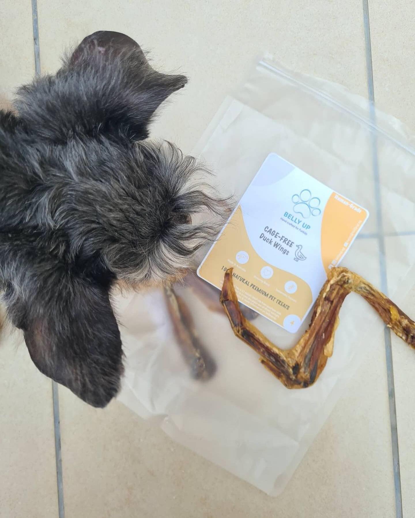 DUCK WINGS 

We love a versatile chew and our Cage-Free Duck Wings are just that! 

A great 5 to 10mins snack for large breeds, but a longer lasting chew for smaller breeds. 

Pro-tip: For smaller breeds, you can break the duck wing at the joints for