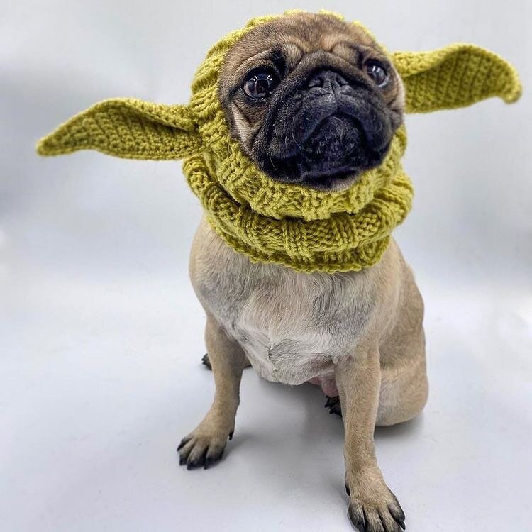 Do or do not, there is no try. 👽
Something exciting is dropping in March 🎉
📷 @piggylittlepug 

#babyyoda #singapore #disney #singaporedogs #dogapparel #snoods