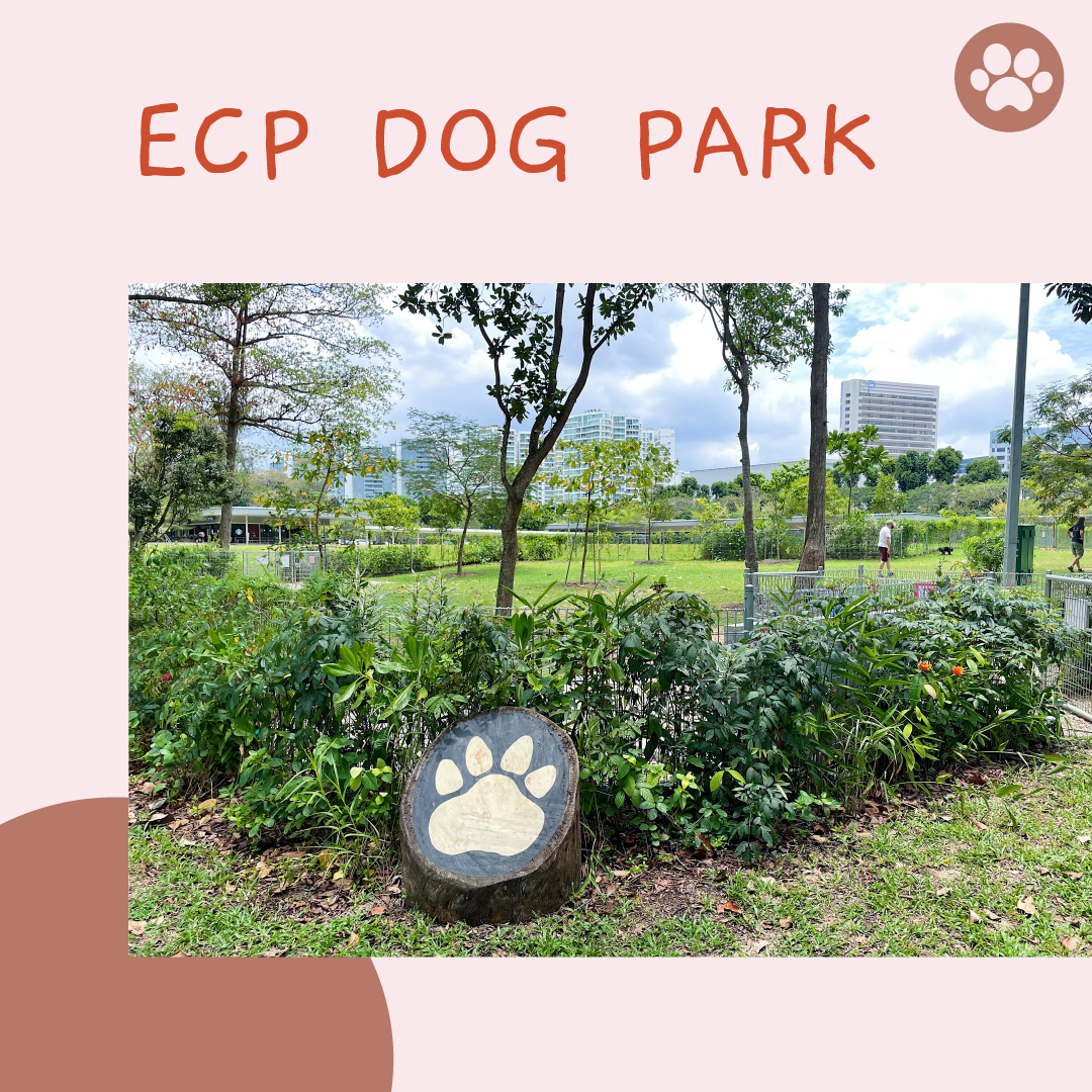 BELLY UP Reviews Singapore's Dog Parks: The Largest Dog Run in the East at Parkland Green, East Coast Park.