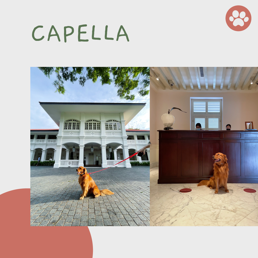 BELLY UP Reviews Singapore Staycations: Wind Down With Your Dogs At Sentosa's Hotel By The Beach At Capella Singapore.