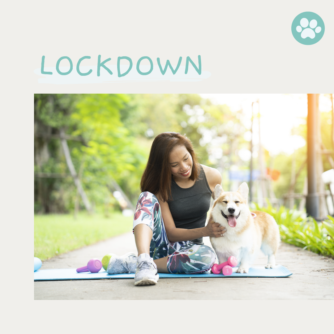 Interesting Singaporean Activities You Can Do With Your Dogs During This Covid Lockdown.