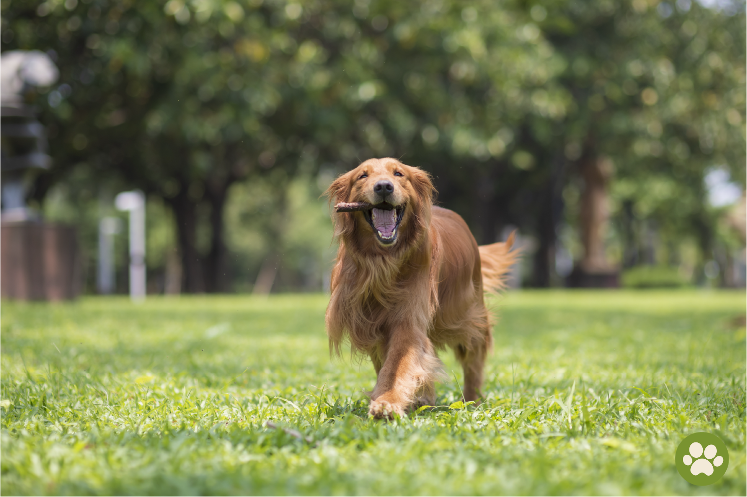 View of Why Are Our Dogs Obsessed With Eating Grass? Are There Any Harmful ...