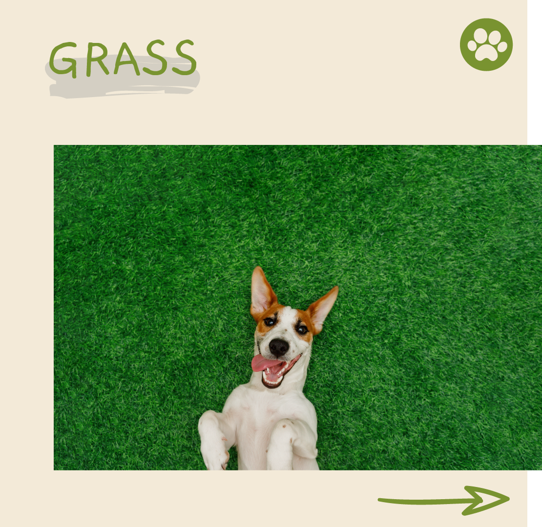 Why Are Our Dogs Obsessed With Eating Grass? Are There Any Harmful Effects?