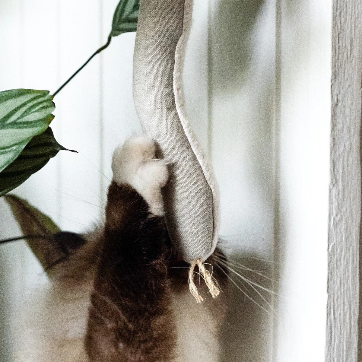 Eco-Friendly Compostable Cat Toy Singapore