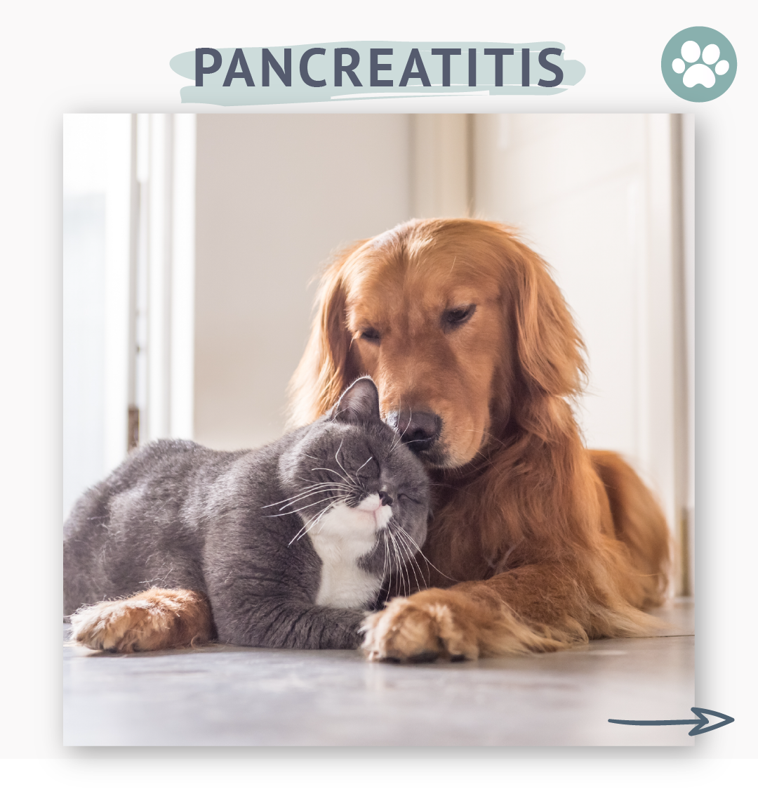 What Is Pancreatitis In Dogs &amp; Cats And What Are Our Treatment Options As Pet Parents?