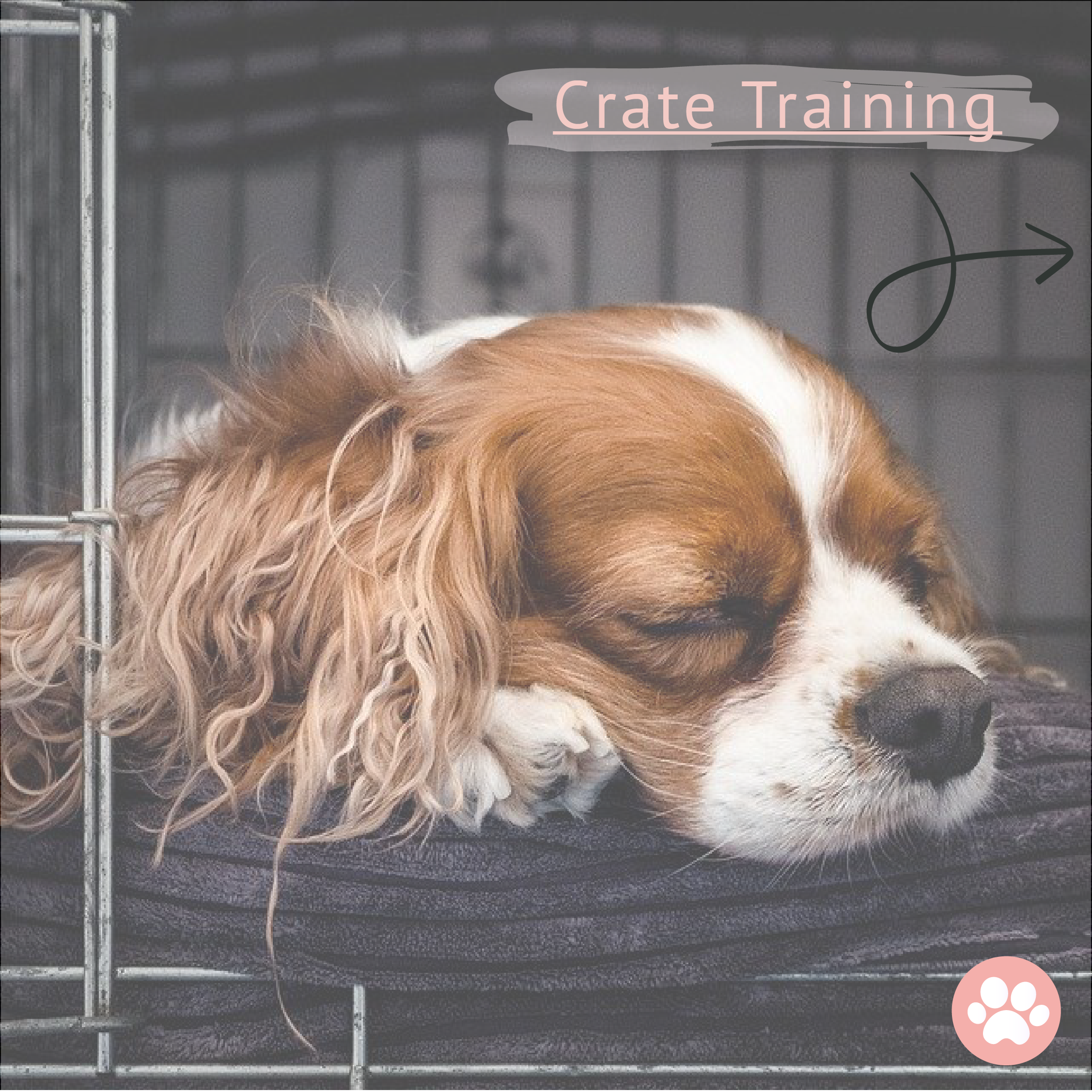 5 Tips for Crate Training Your Dog