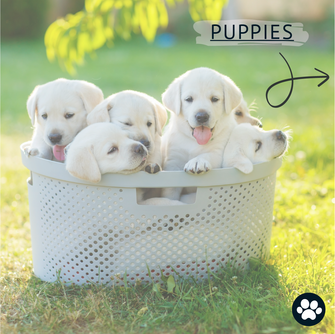How to Introduce Your New Puppy to Your Home
