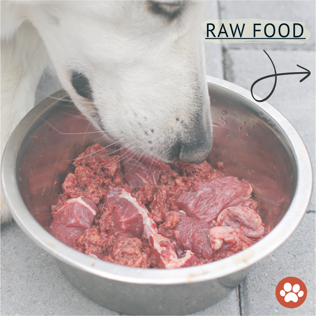 Why Feed Your Dog a Raw Diet?