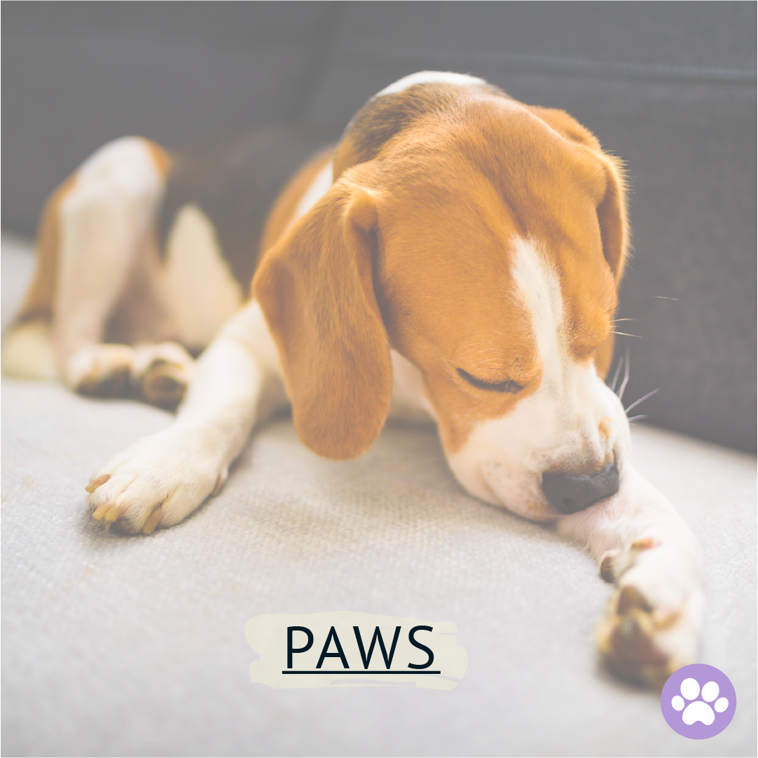 Are Dogs’ Paws Supposed to be Rough?