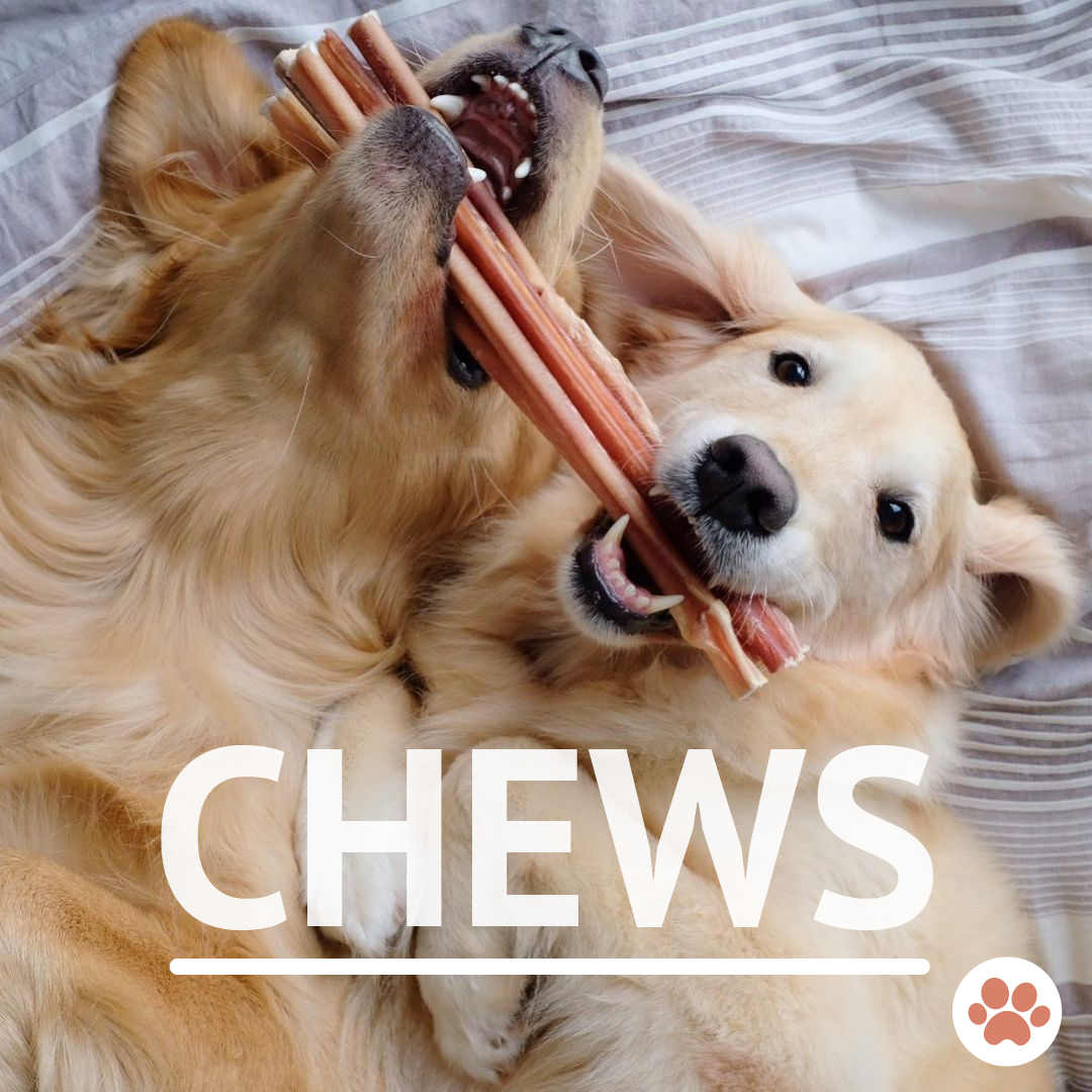 Why You Should Give Dog Chews Regularly