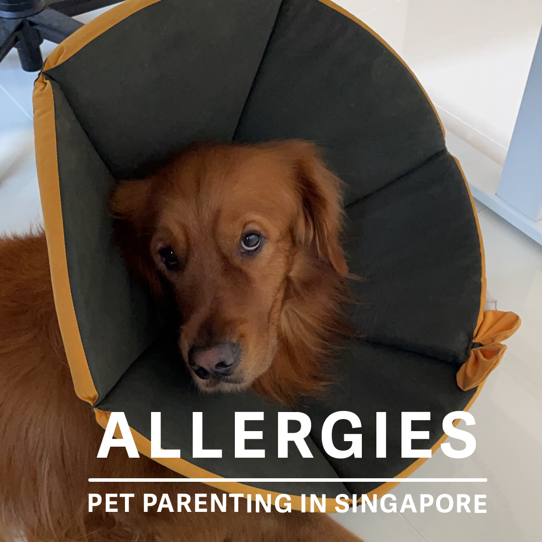 Managing Our Dog's Allergies &amp; The Reality Of Being A Pet Parent In Singapore